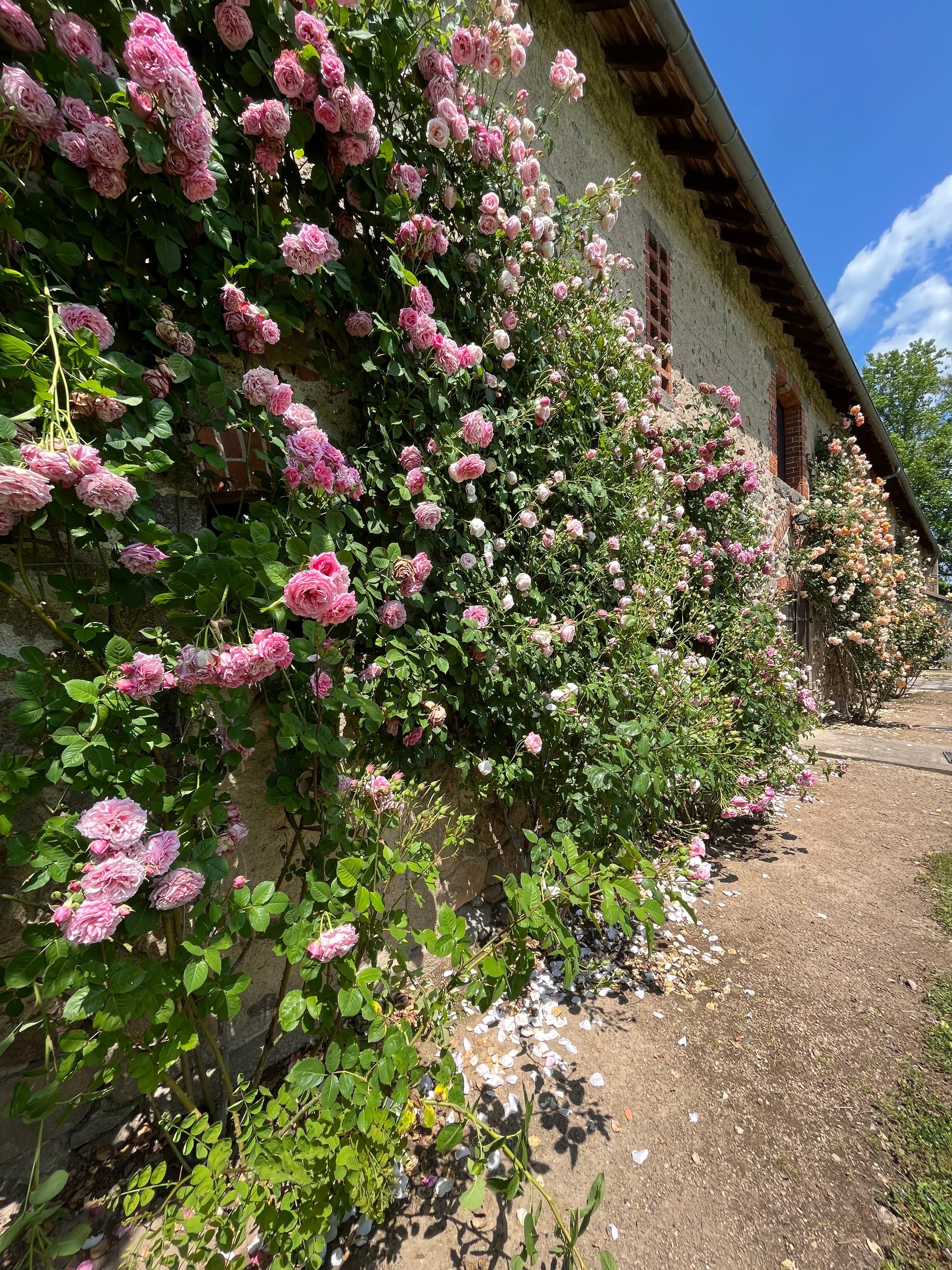 Floribunda Rózsa - Bienvenue®