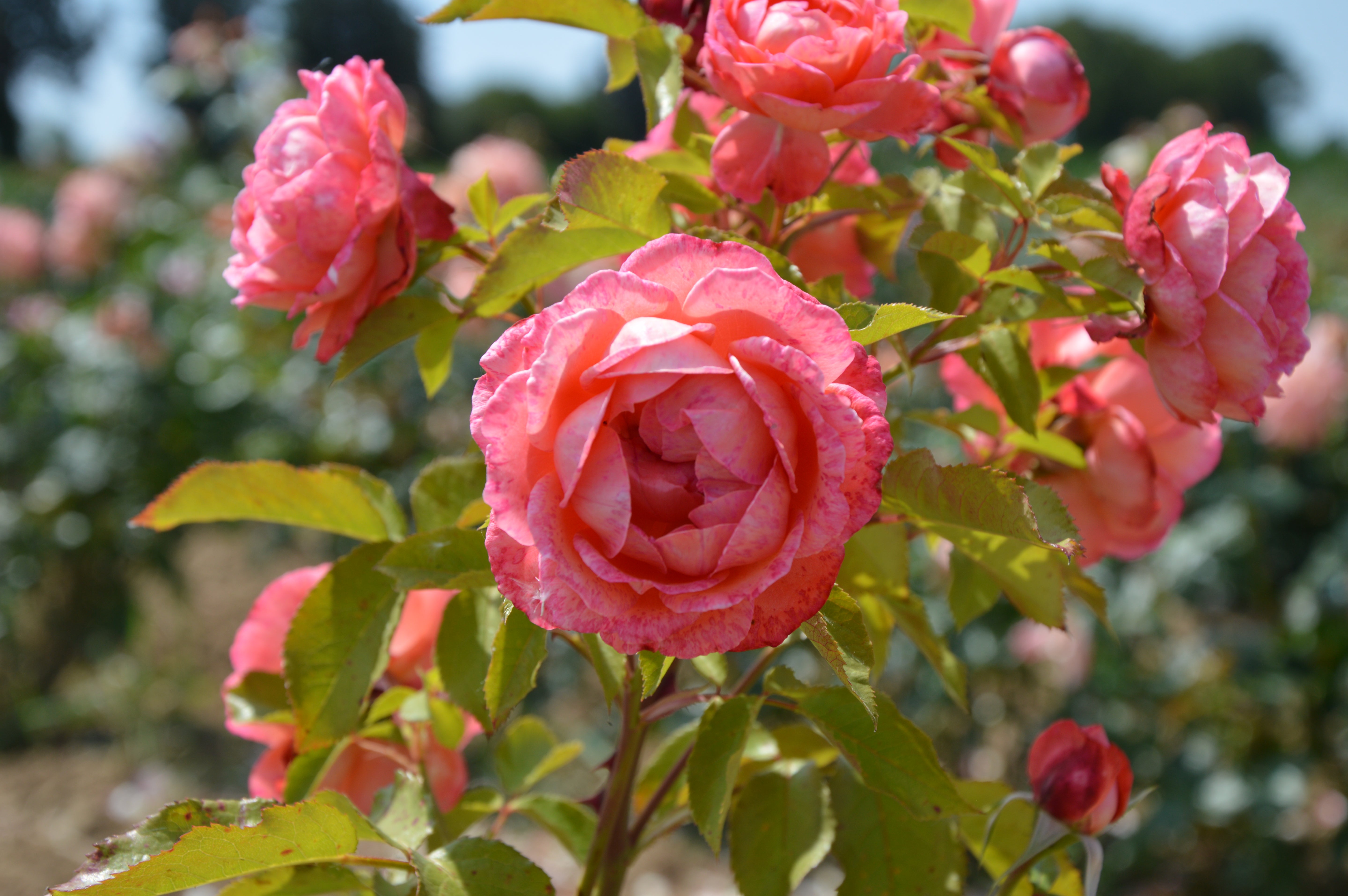Floribunda Rózsa - Bijou Corail®