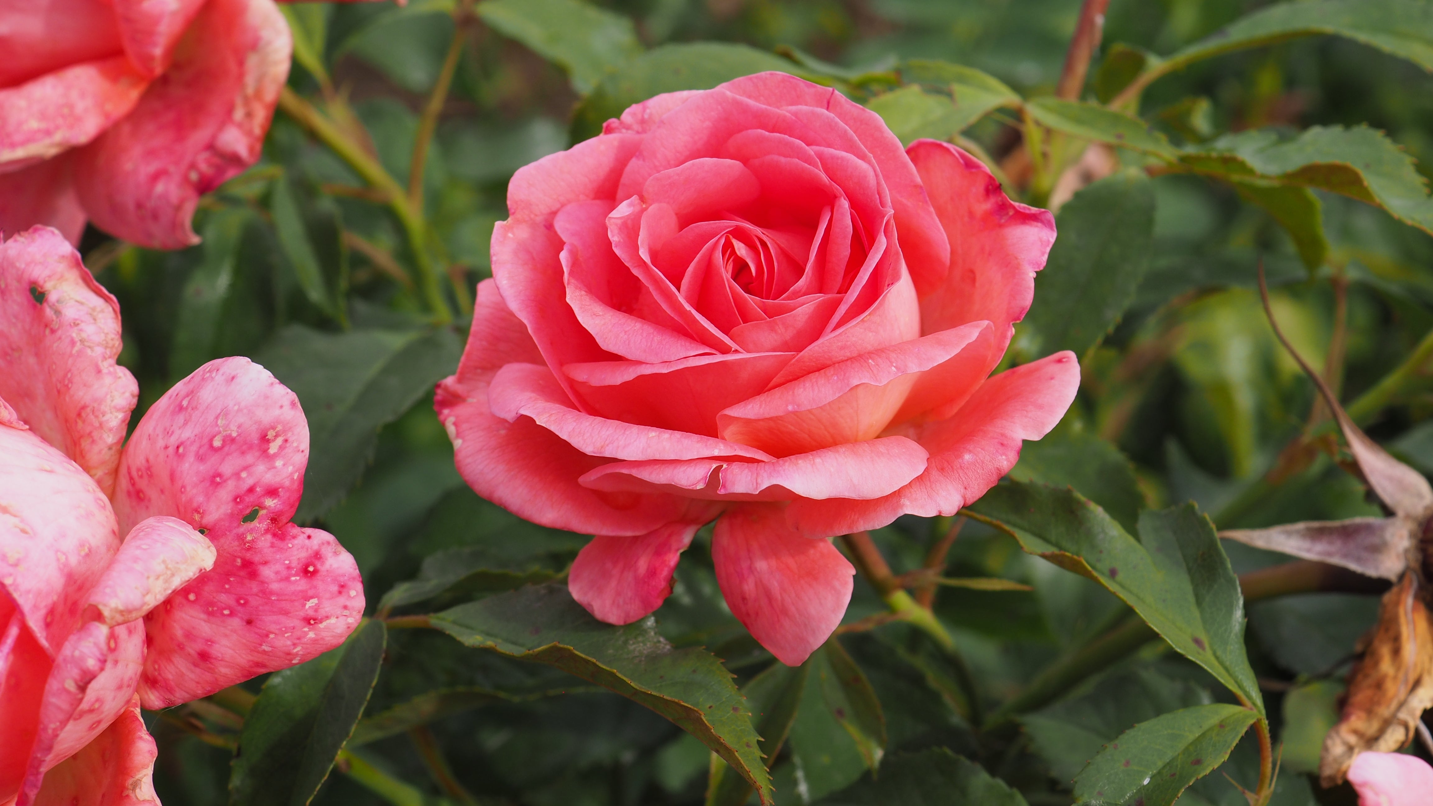 Floribunda Rózsa - Bijou Corail®