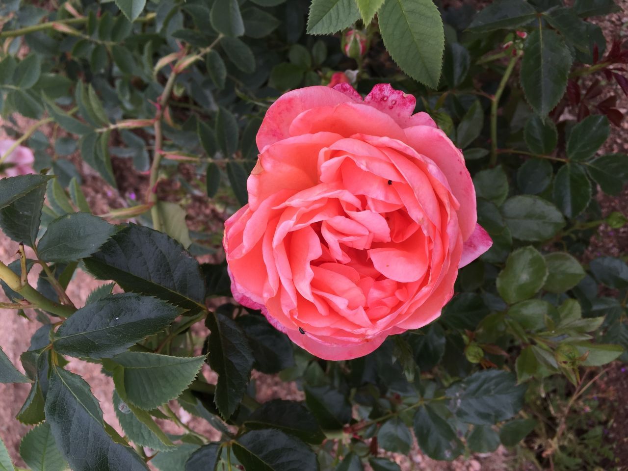 Floribunda Rózsa - Bijou Corail®