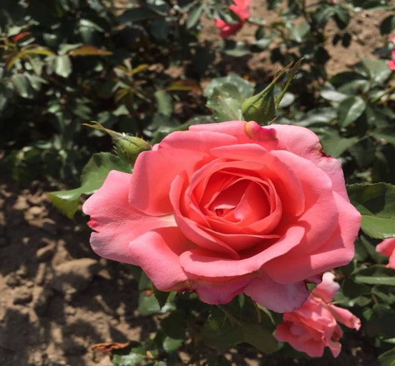 Floribunda Rózsa - Bijou Corail®