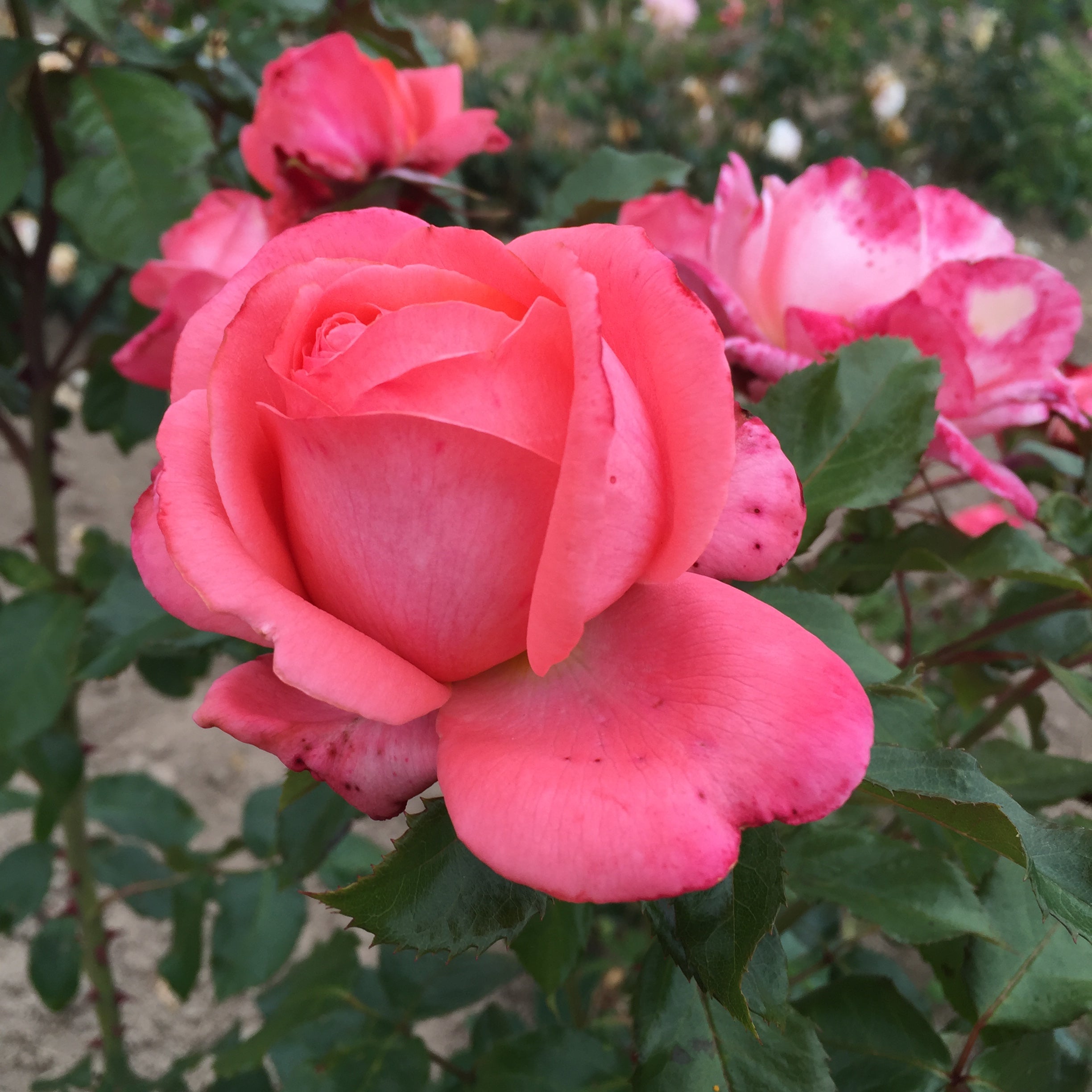Floribunda Rózsa - Bijou Corail®