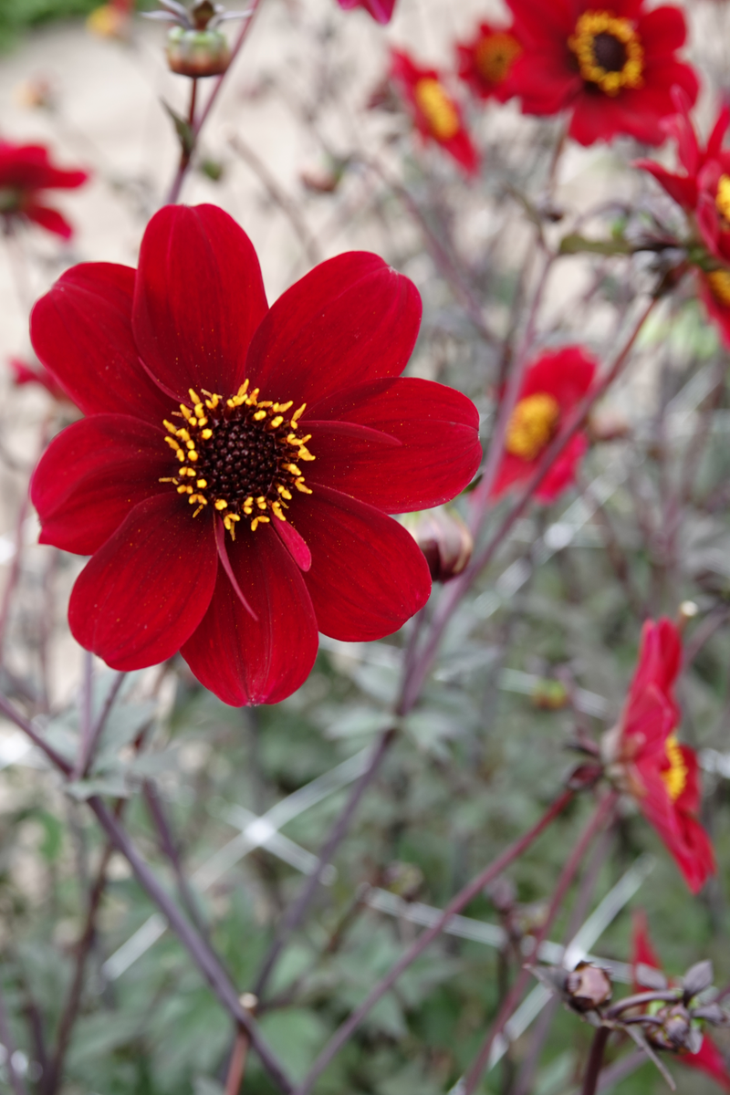 Dahlia - Bishop of Auckland - 1 pce