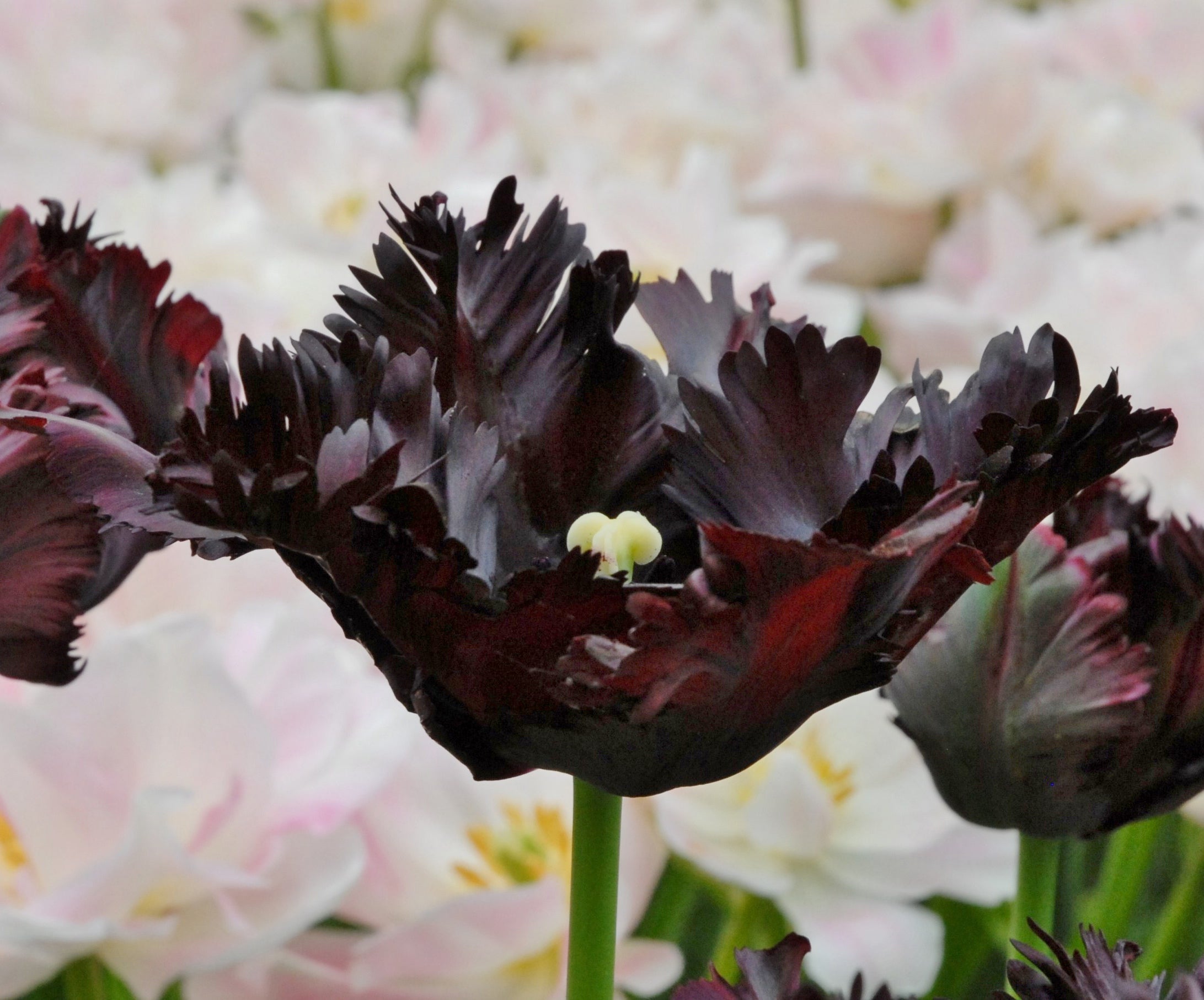 Tulipán Papagáj – Black Parrot – 12/+