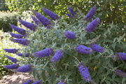 Butterfly Bush - Empire Blue-1