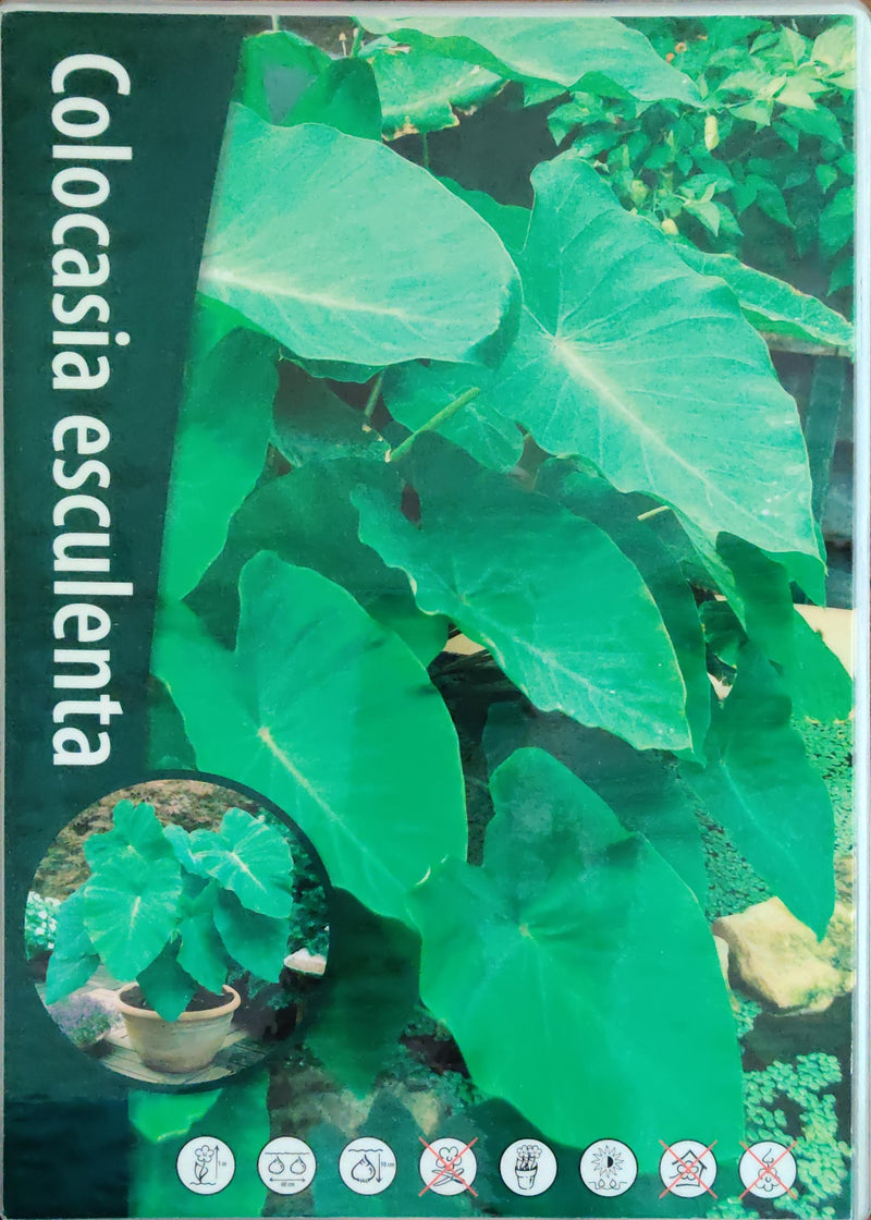 Colocasia Esculenta - Coco