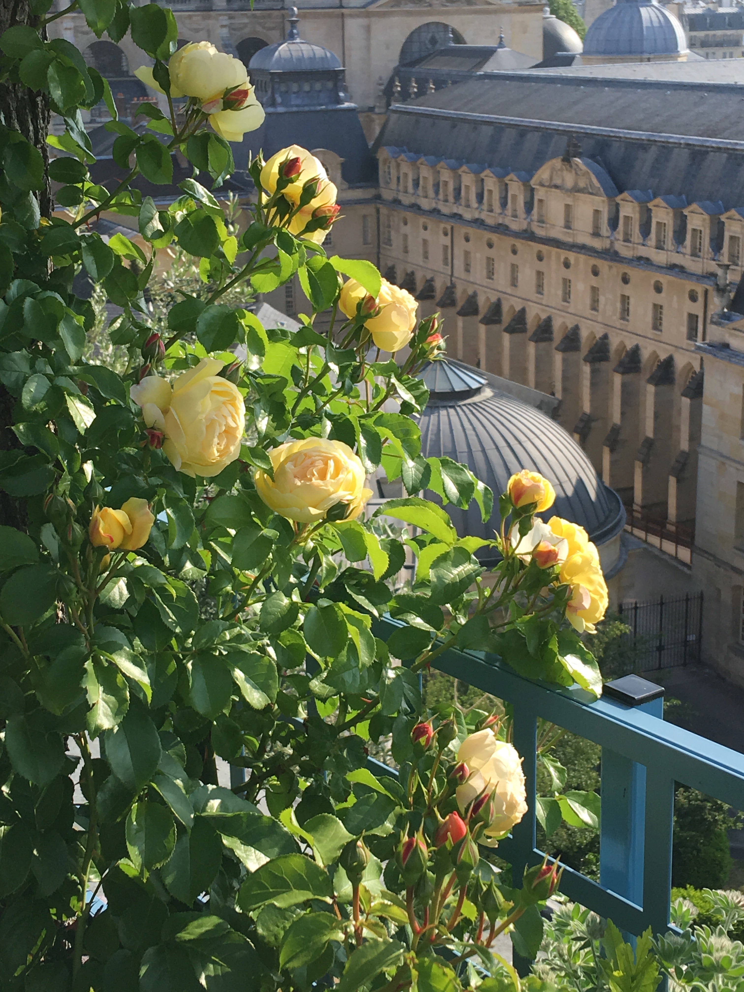 Floribunda Rózsa - Château de Cheverny®