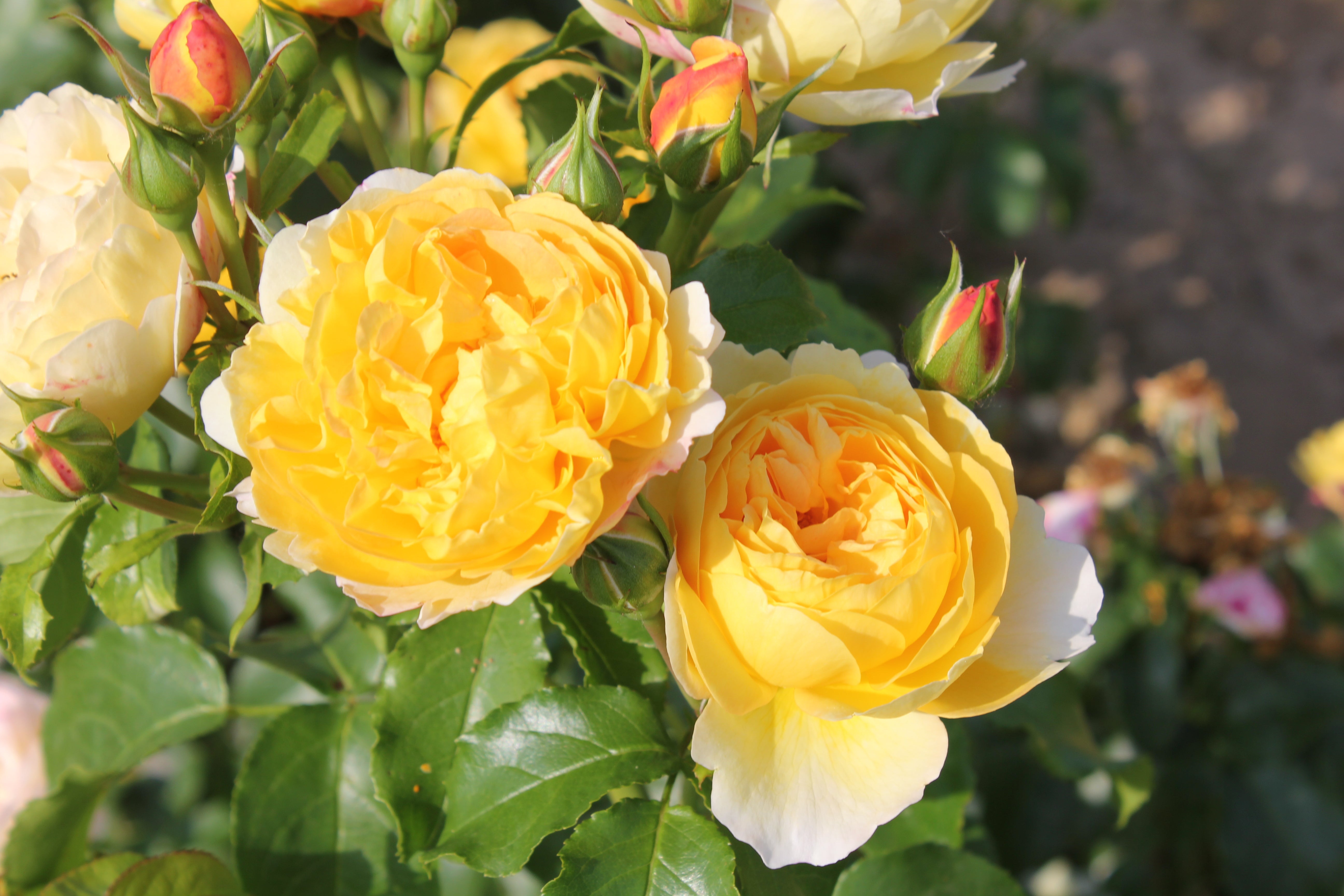 Floribunda Rózsa - Château de Cheverny®