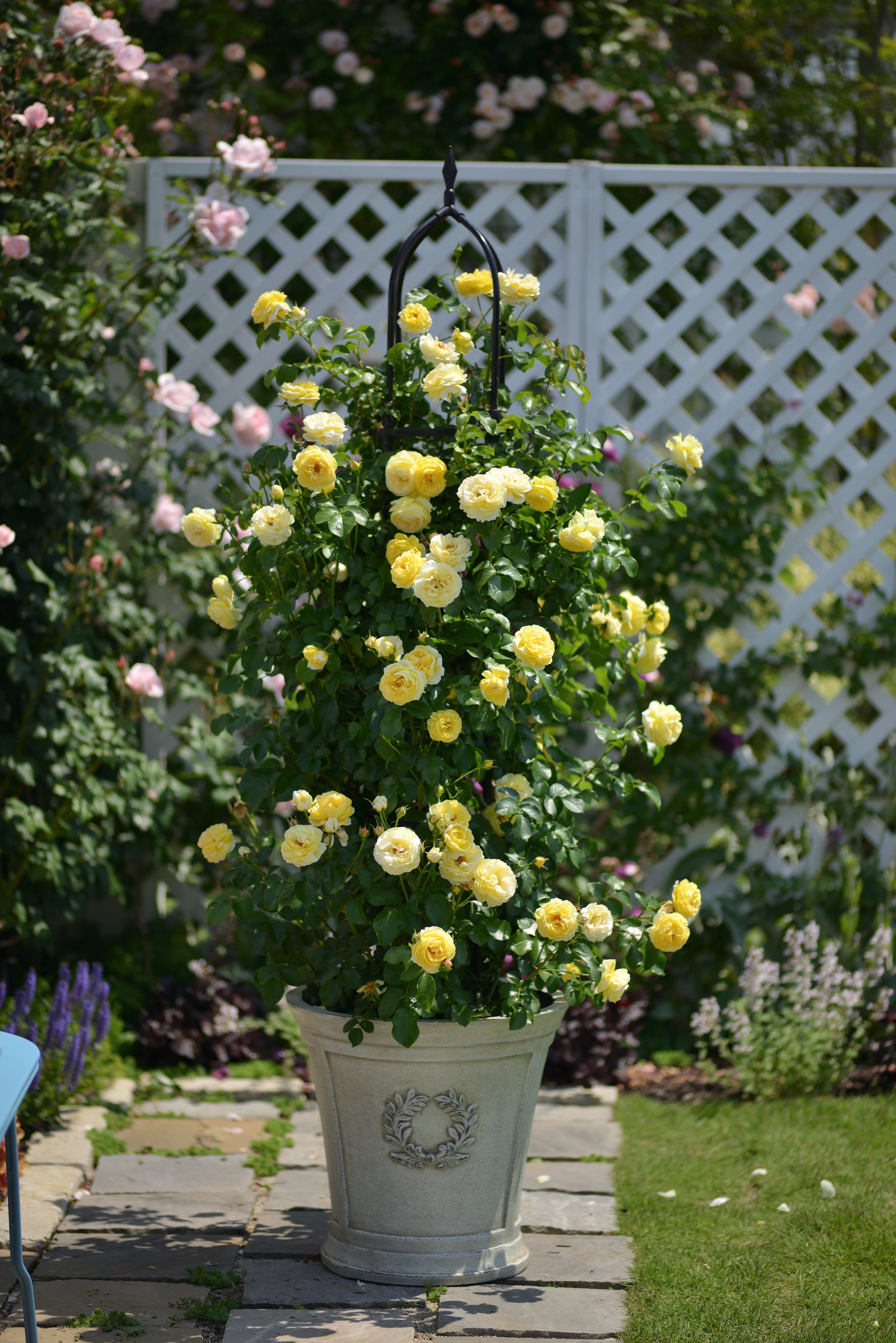 Floribunda Rózsa - Château de Cheverny®