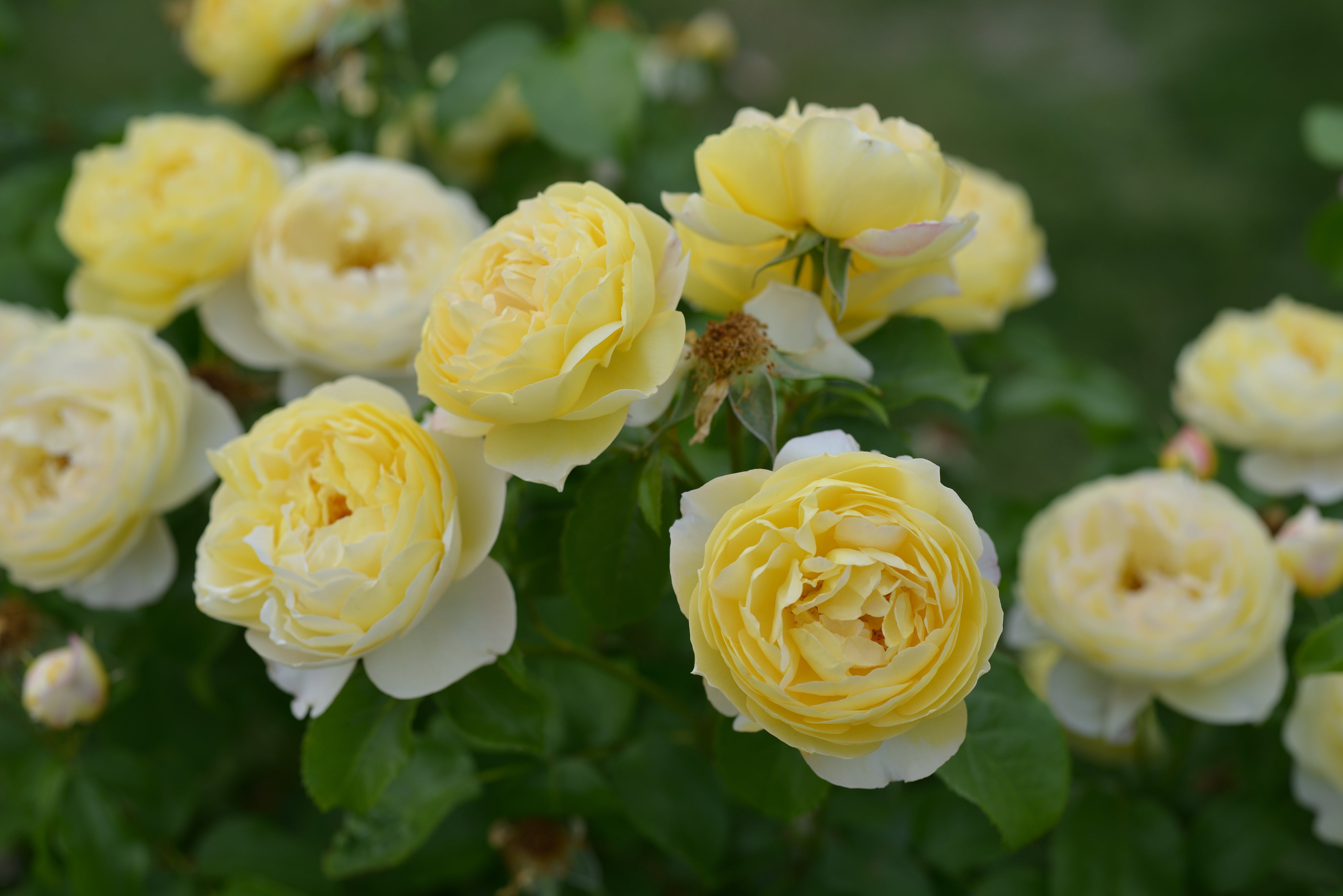 Floribunda Rózsa - Château de Cheverny®