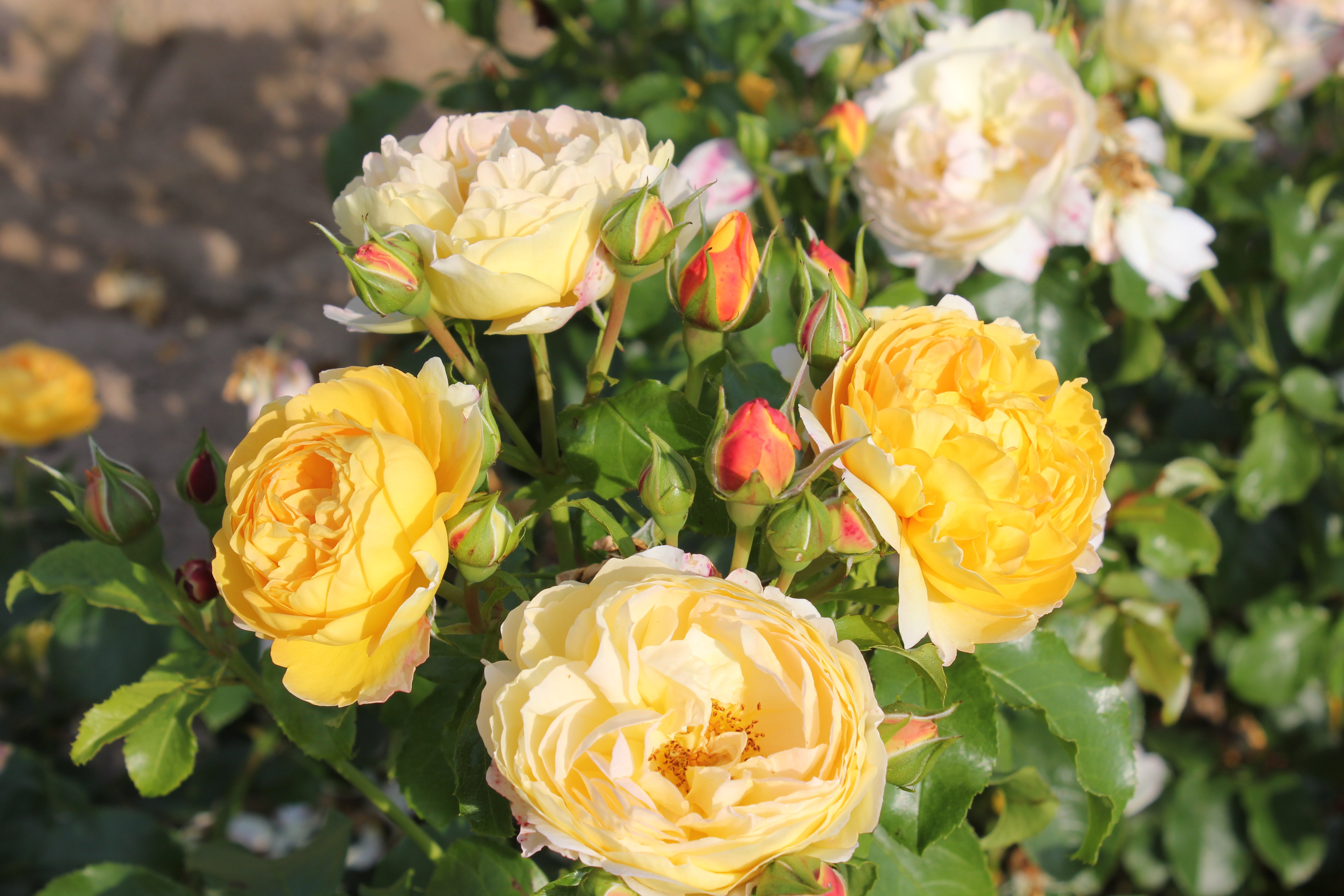 Floribunda Rózsa - Château de Cheverny®