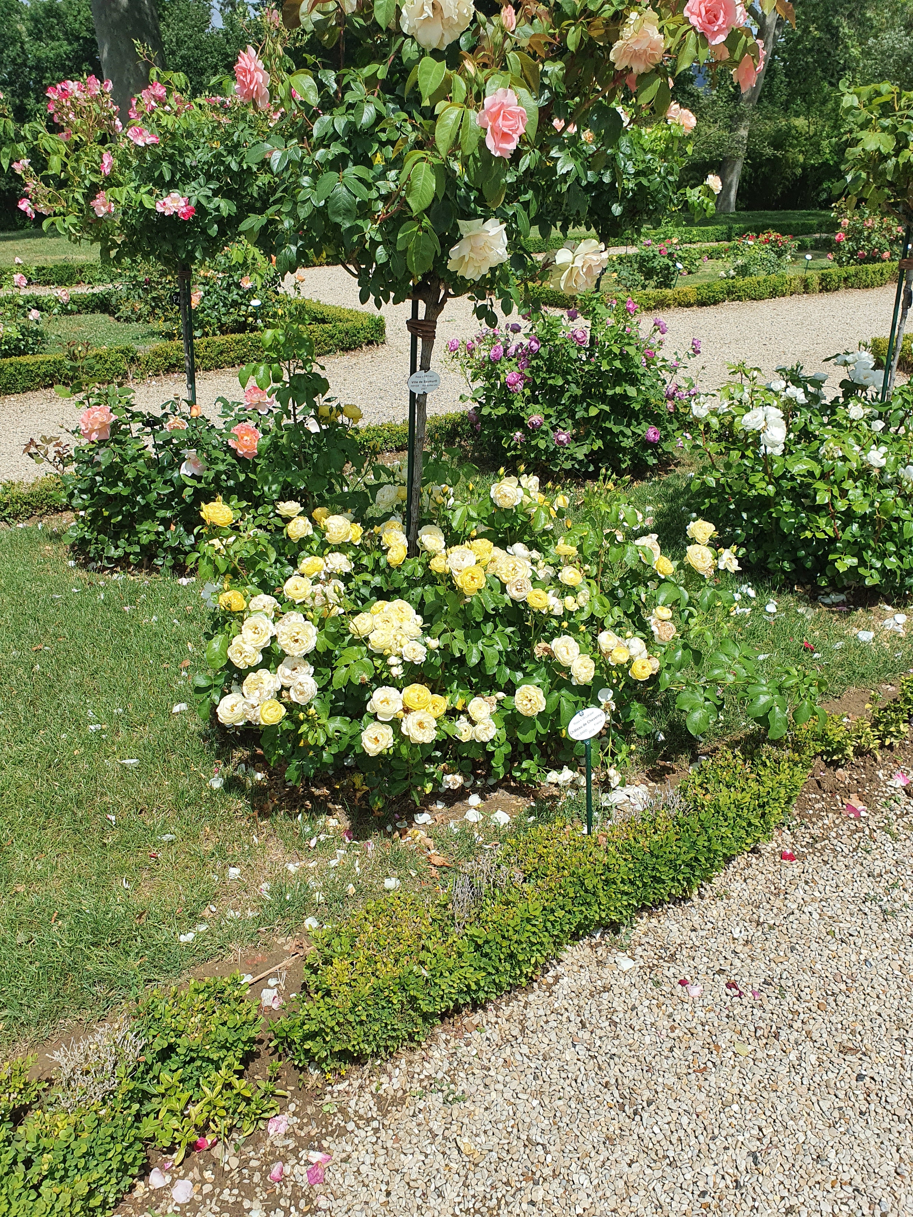 Floribunda Rózsa - Château de Cheverny®