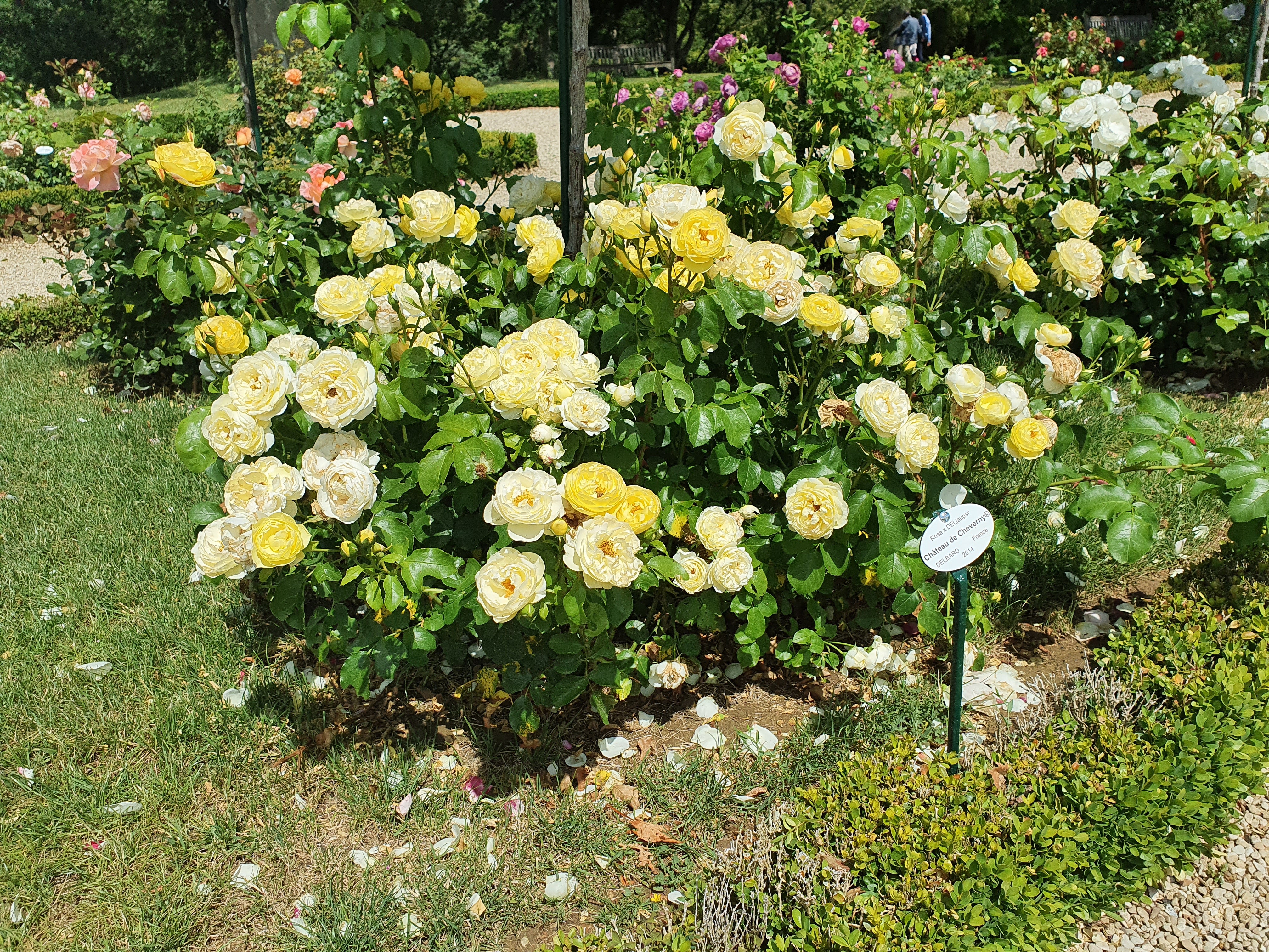 Floribunda Rózsa - Château de Cheverny®
