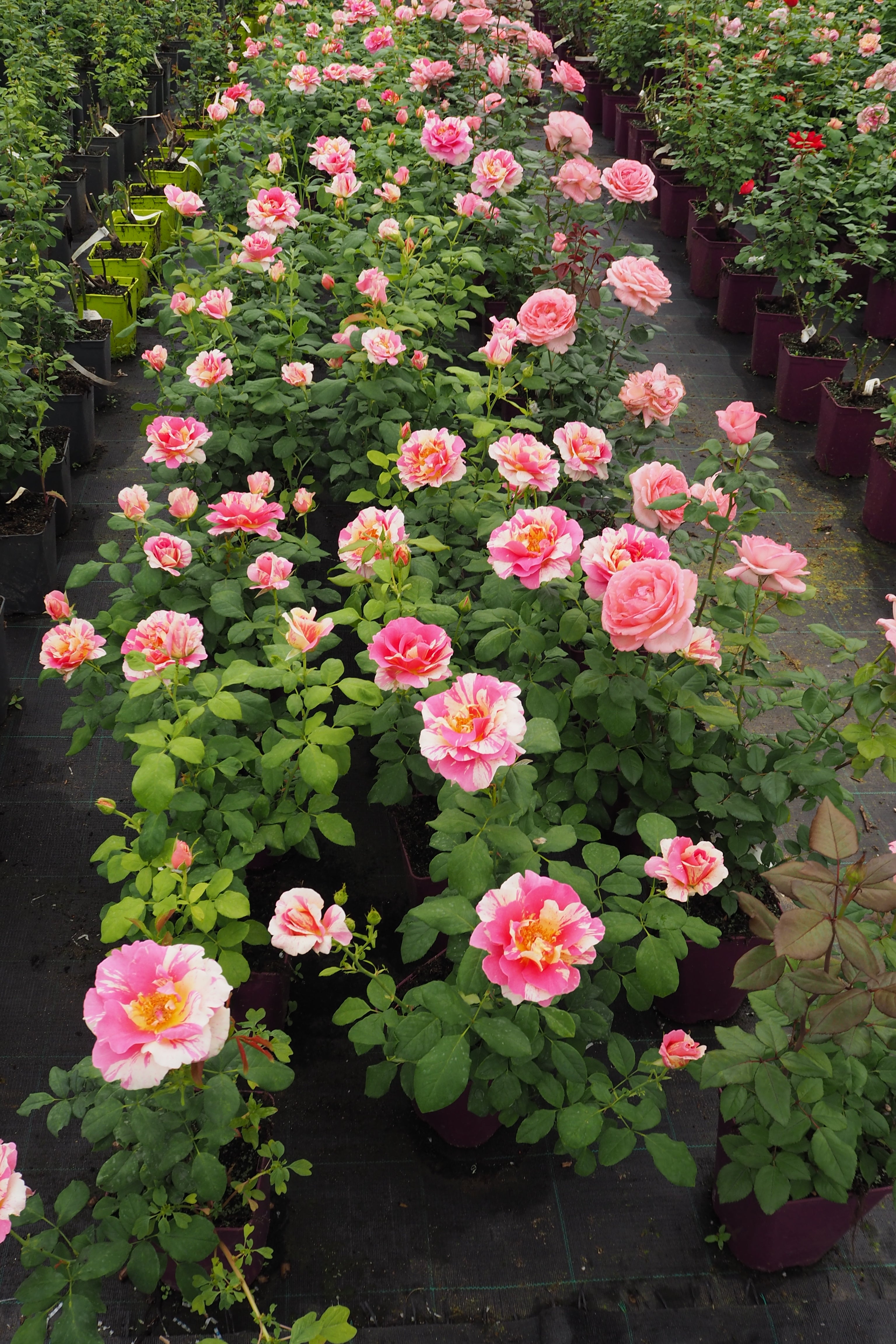 Teahibrid Rózsa – Claude Monet®