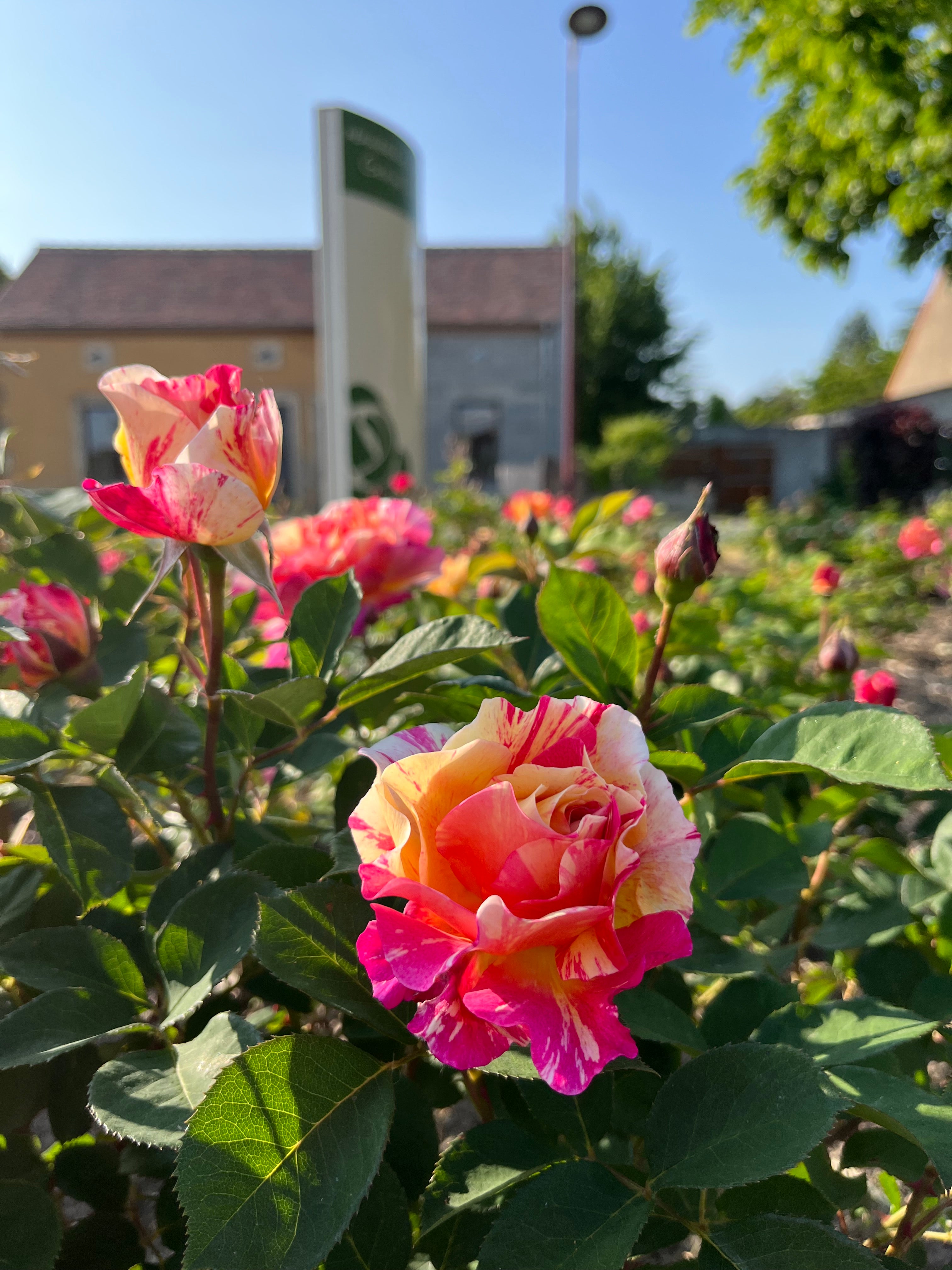 Teahibrid Rózsa – Claude Monet®