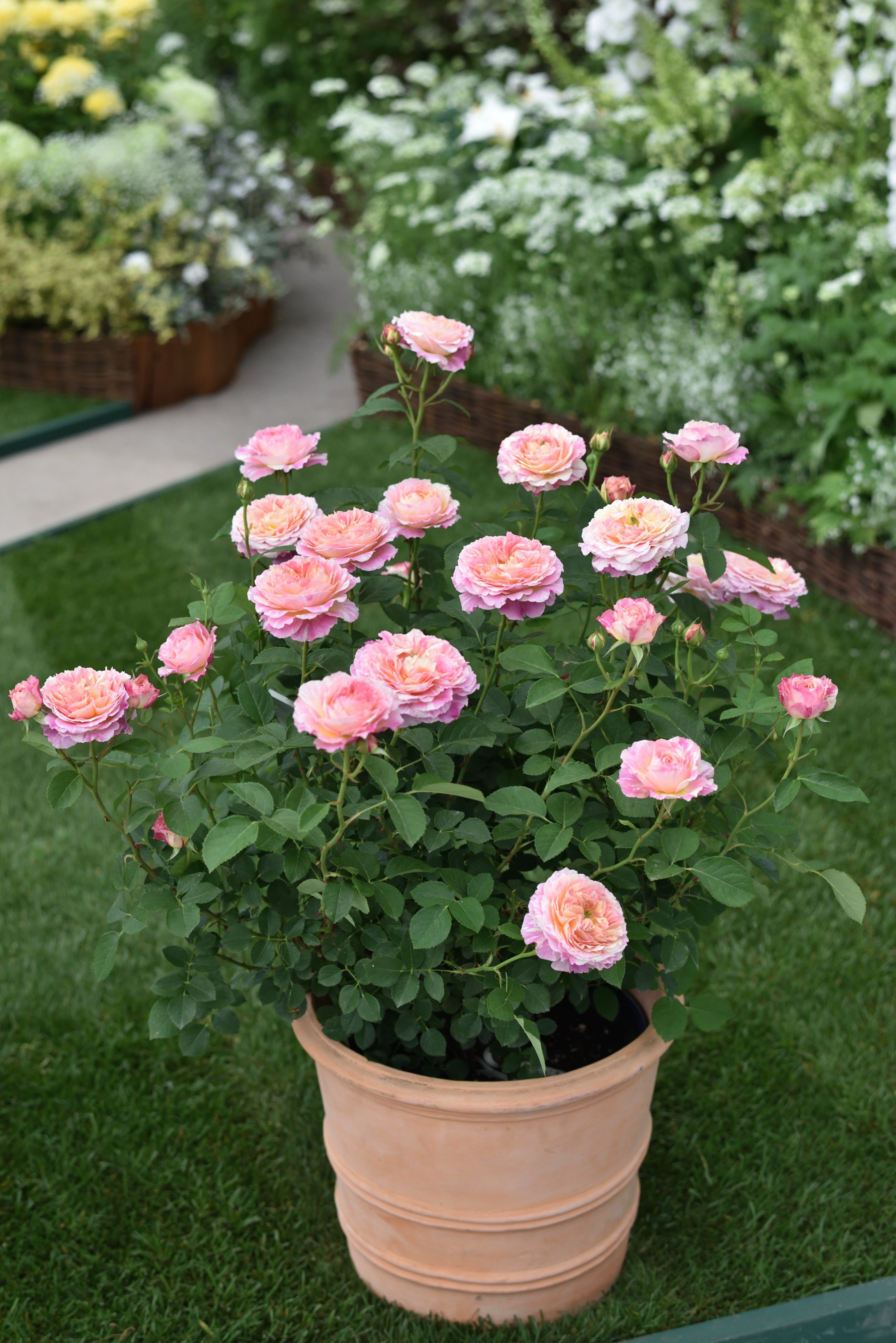 Teahibrid Rózsa – Claude Monet®