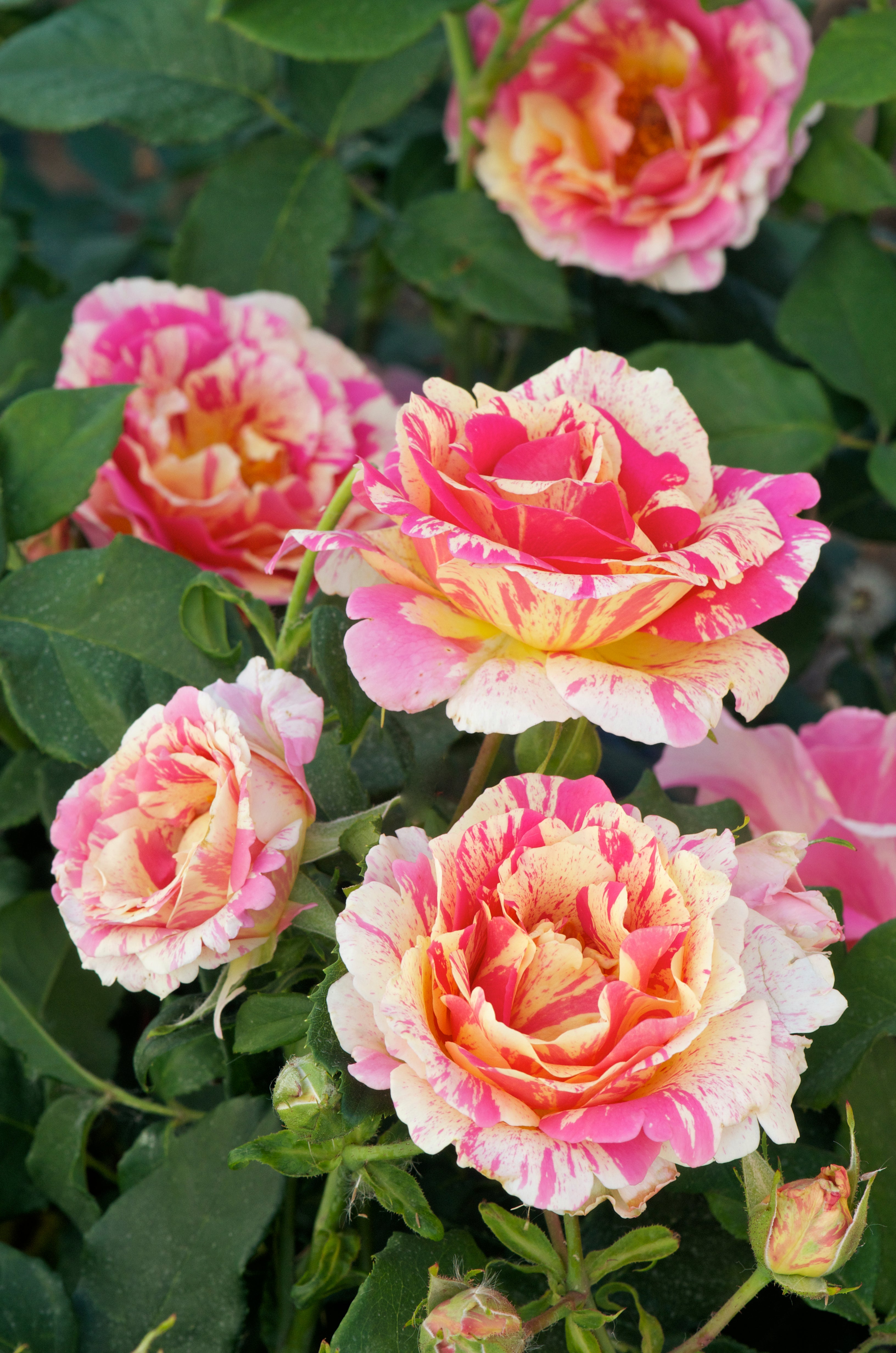 Teahibrid Rózsa – Claude Monet®