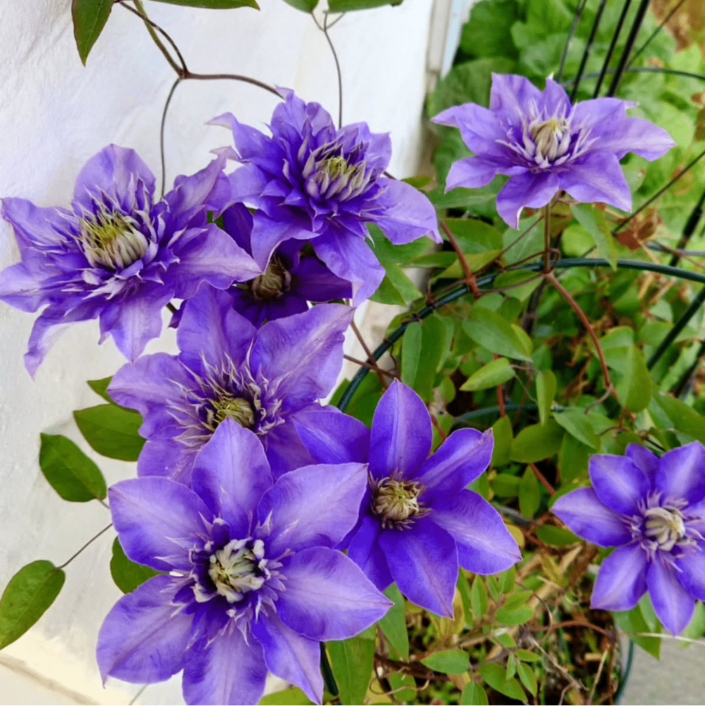 <strong>Növények & Évelők</strong>