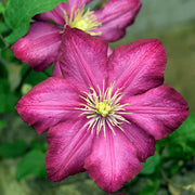 Clematis - Ville de Lyon - 2L
