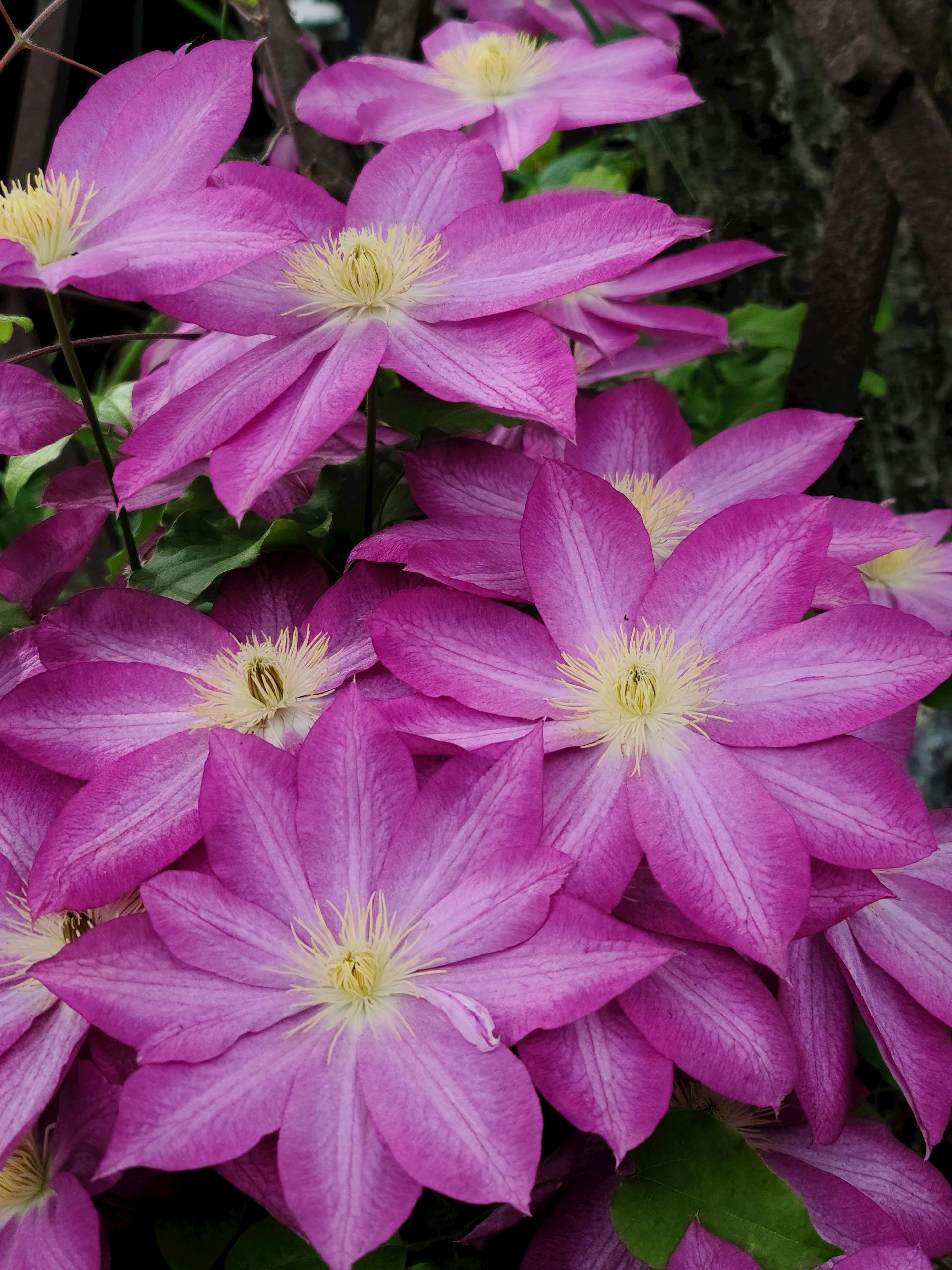 Clematis - Ville de Lyon - 2L