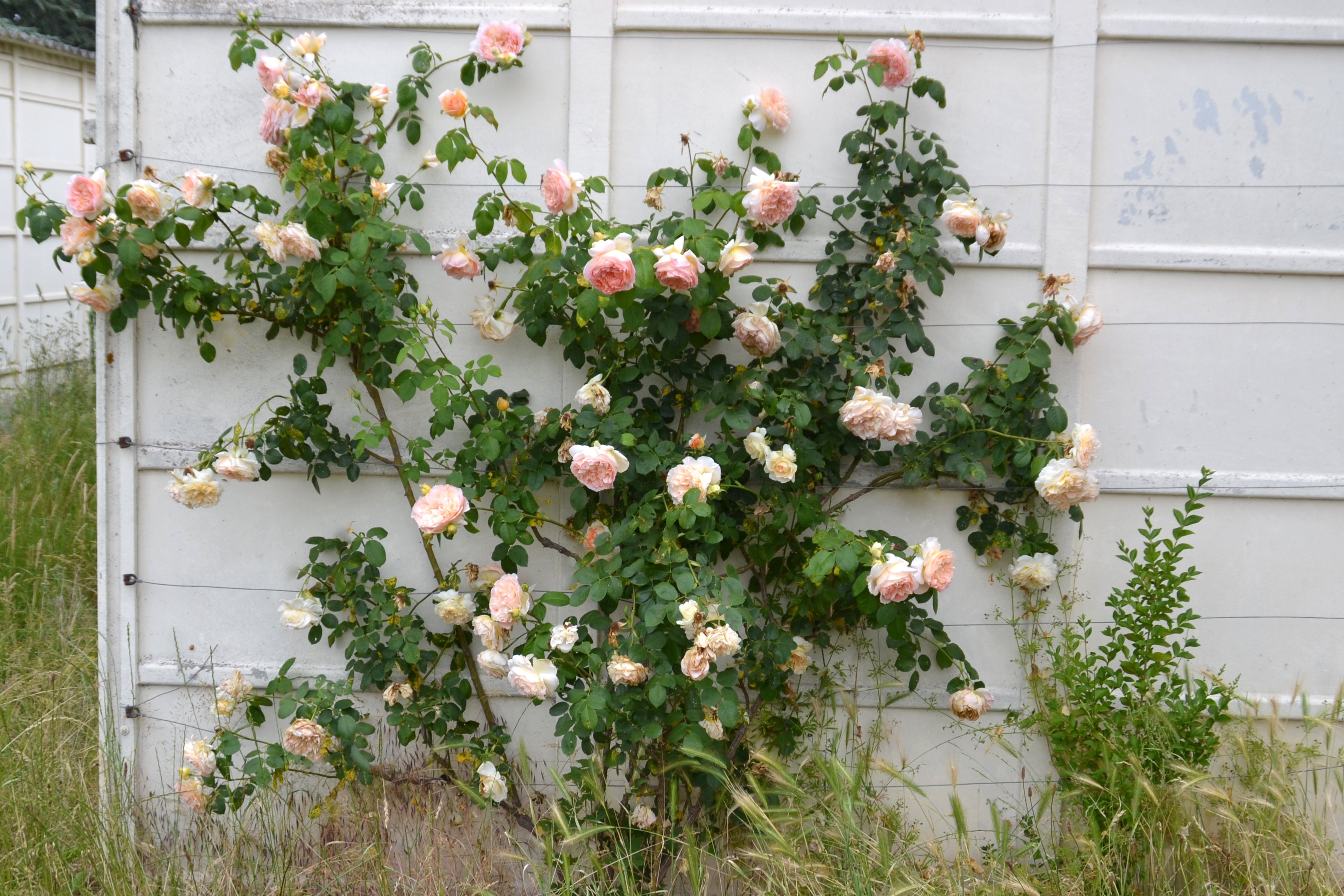 Climbing Rose - Papi Delbard®-4