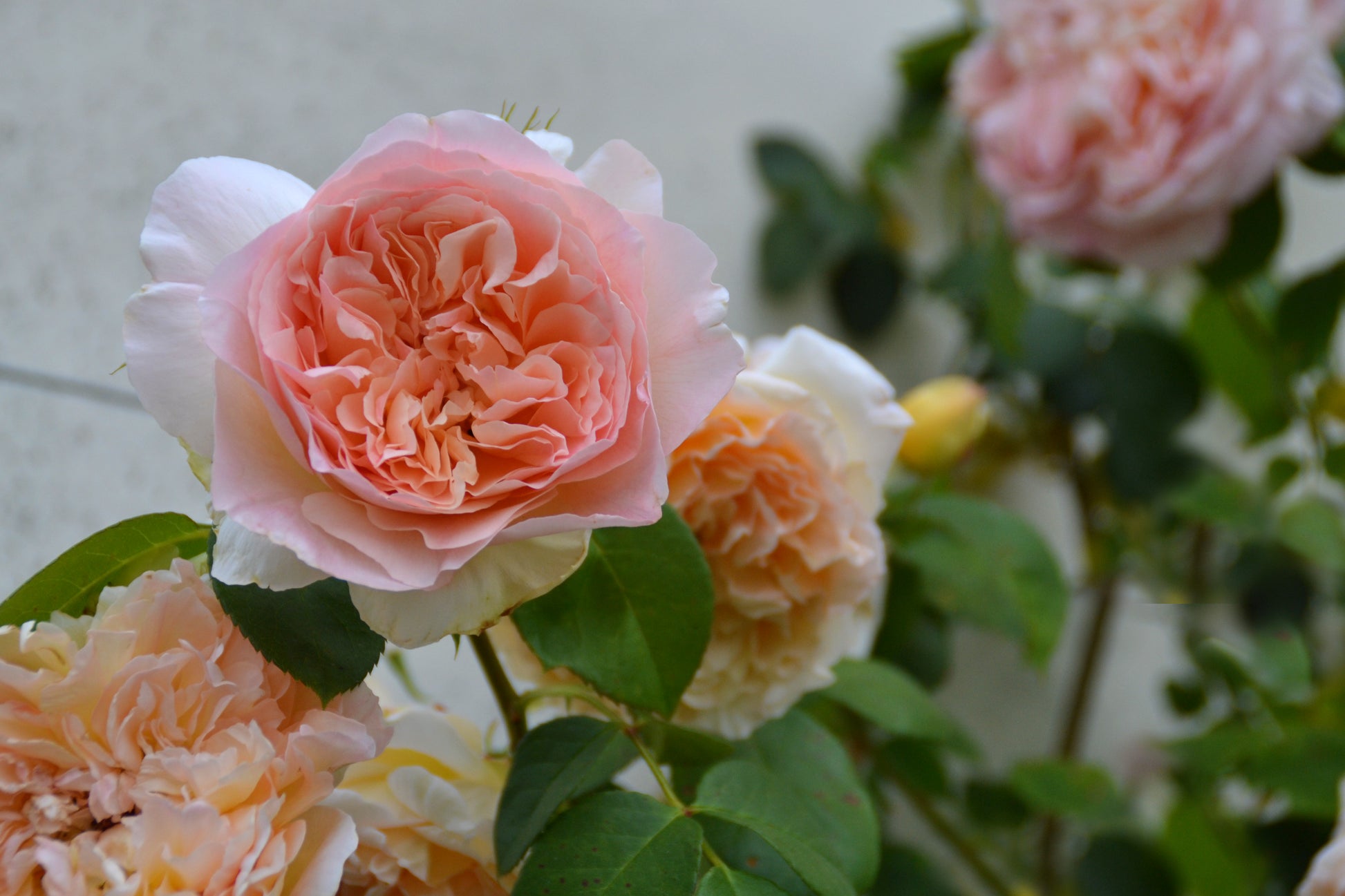 Climbing Rose - Papi Delbard®-5