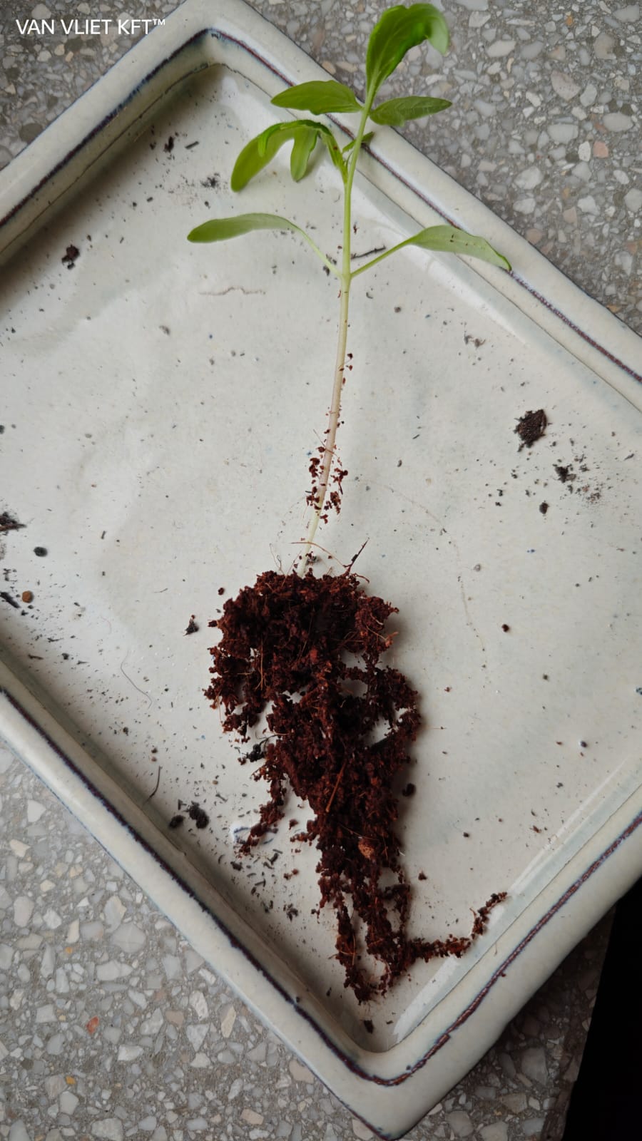 Coconut Soil Tablet- 10L-4