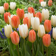 Kompozíció – Holland in Bloom