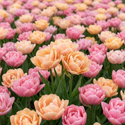 Kompozíció – Spring Jewels