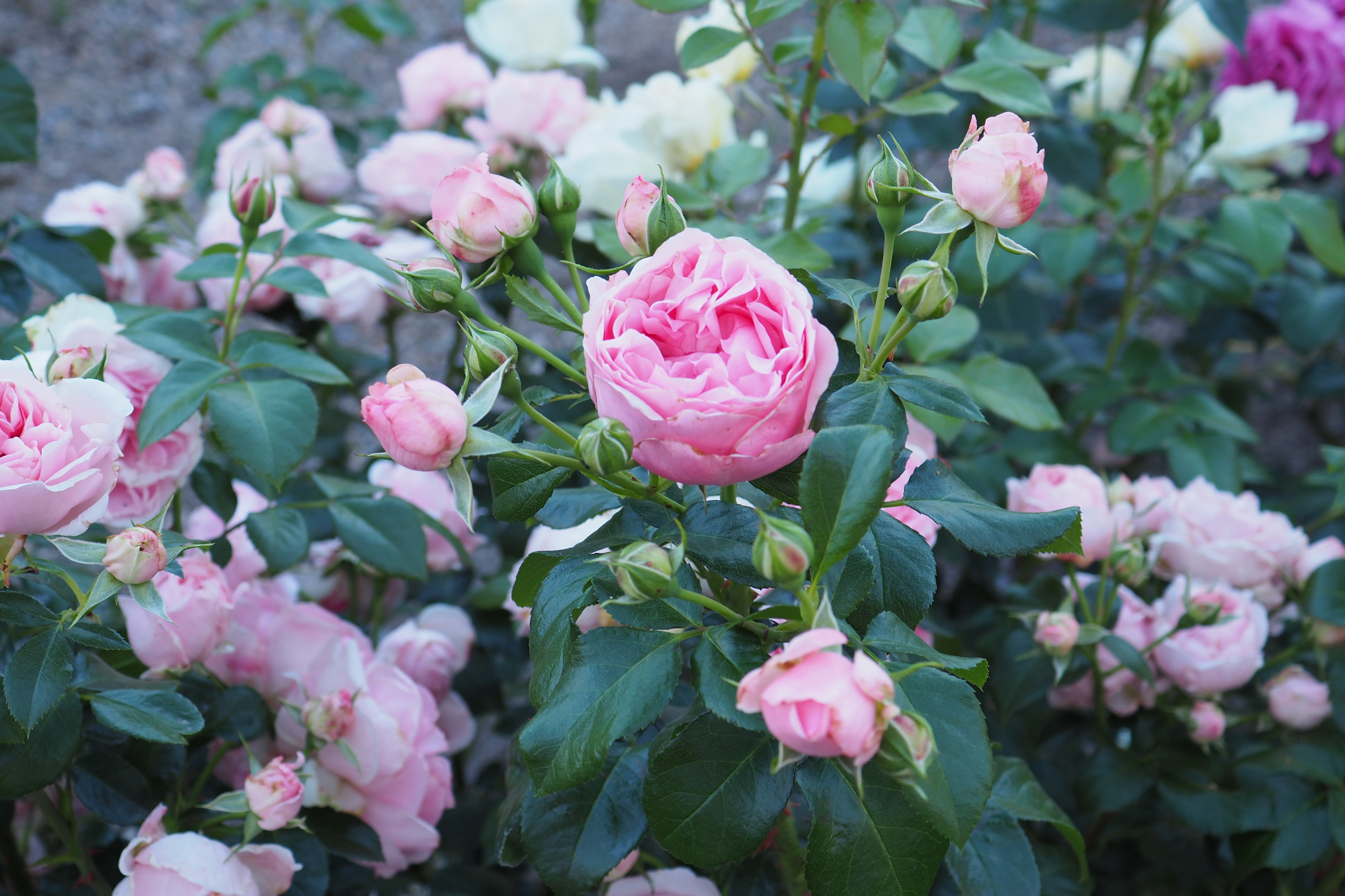 Floribunda Rózsa - Comtesse de Ségur®