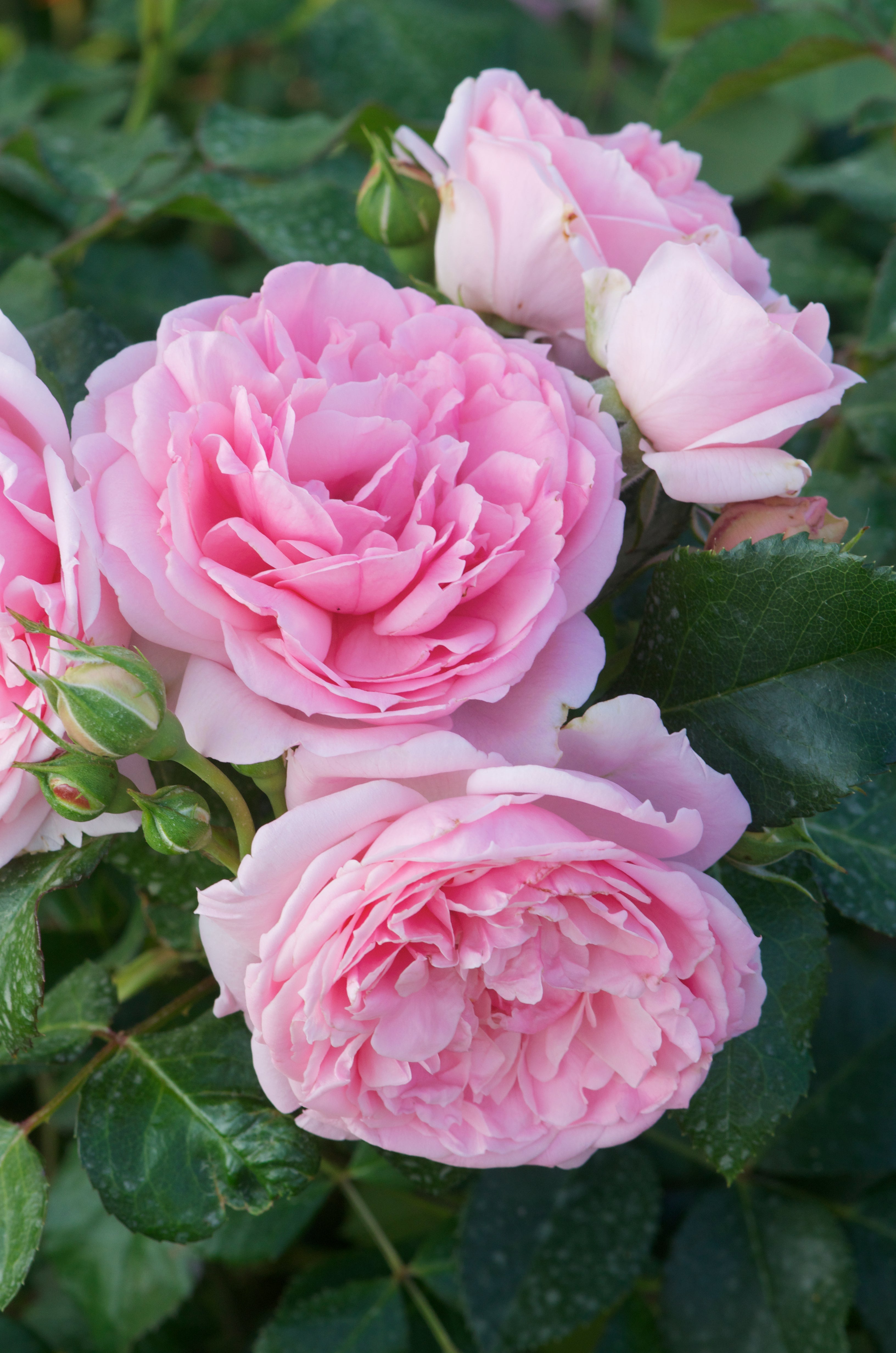 Floribunda Rózsa - Comtesse de Ségur®