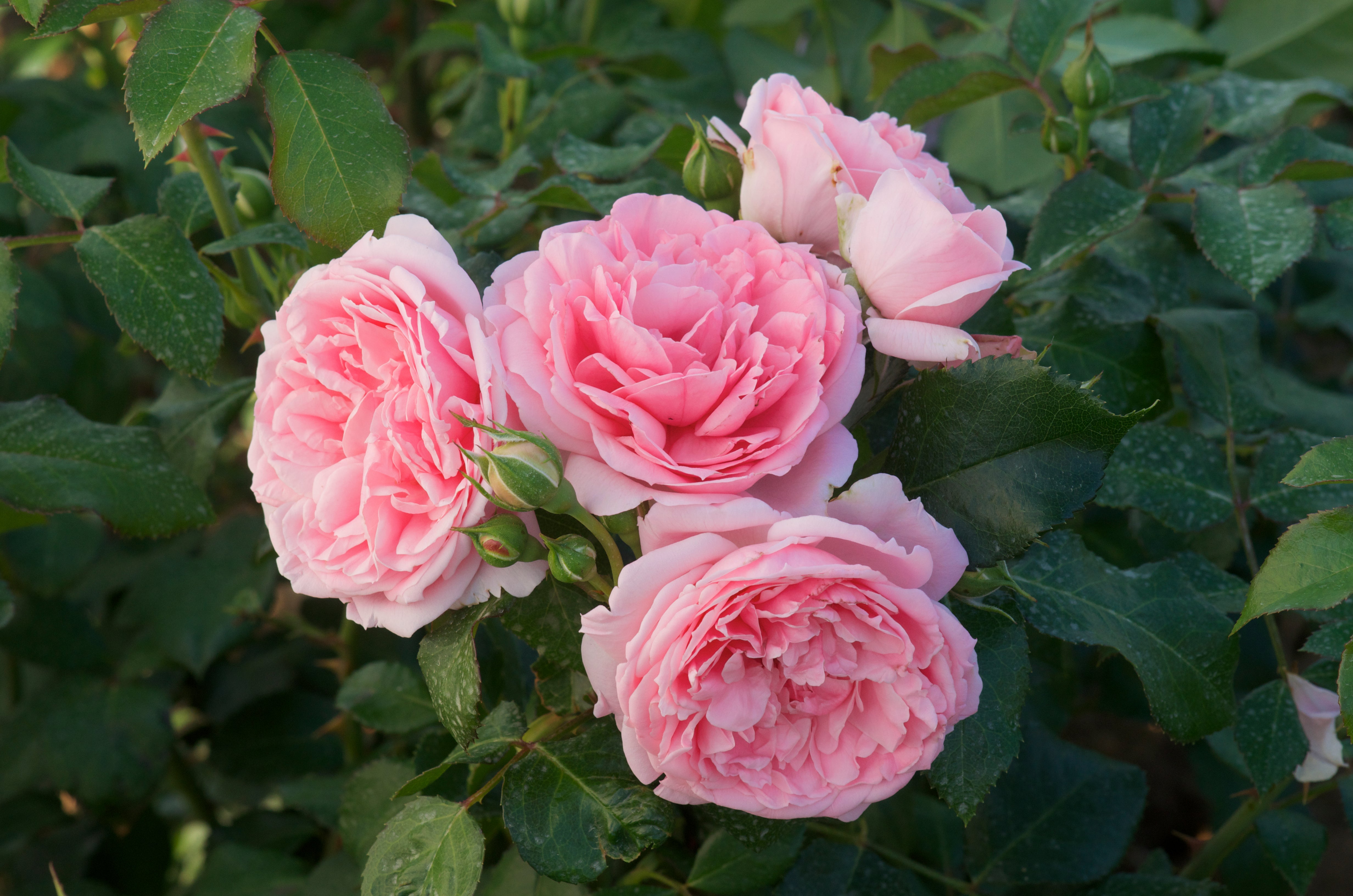 Floribunda Rózsa - Comtesse de Ségur®