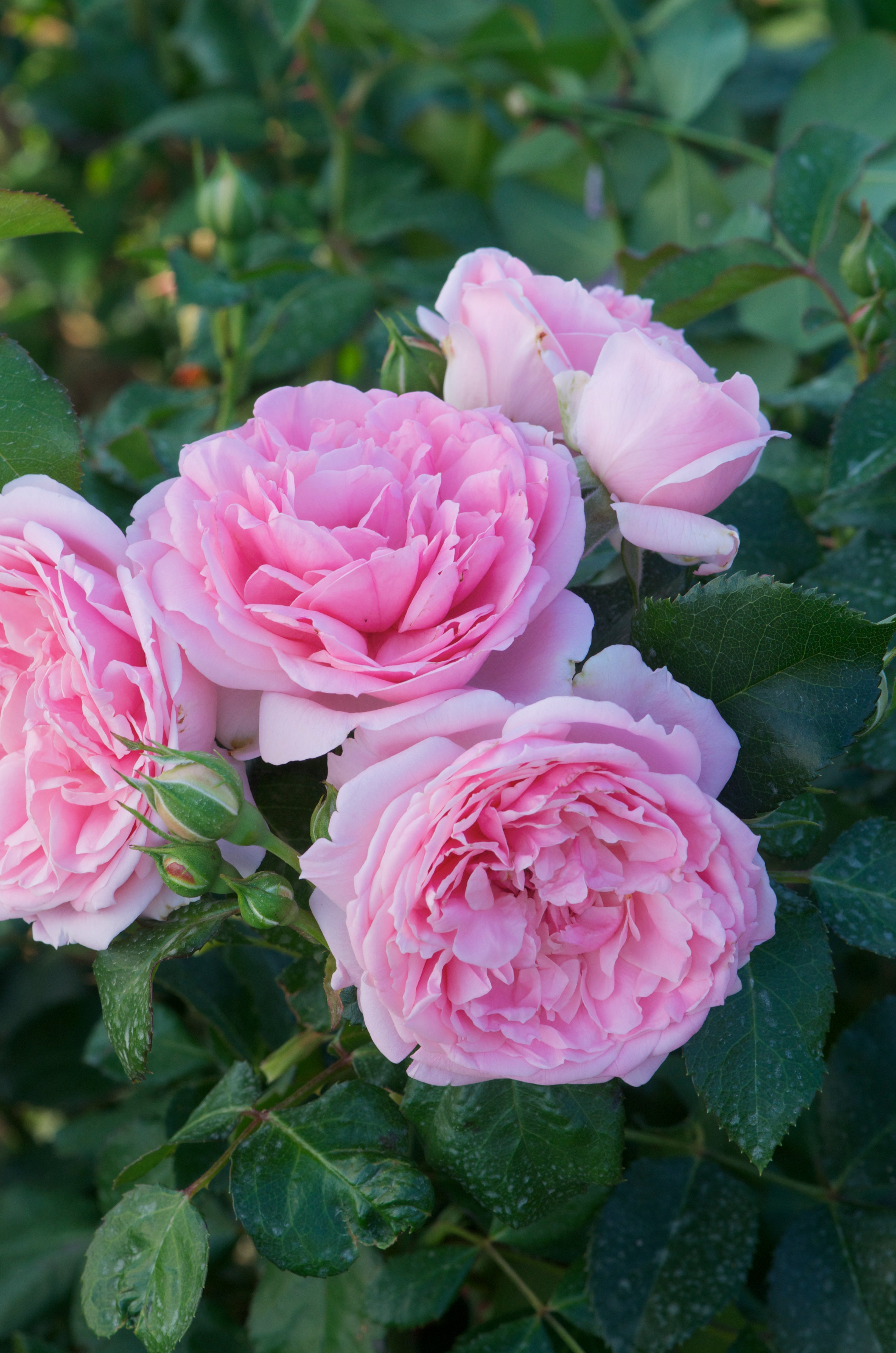Floribunda Rózsa - Comtesse de Ségur®