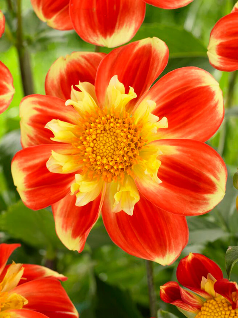 Dahlia - Pooh Swan Island - 1 pce