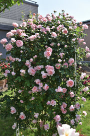 Floribunda Rózsa - Dames de Chenonceau®