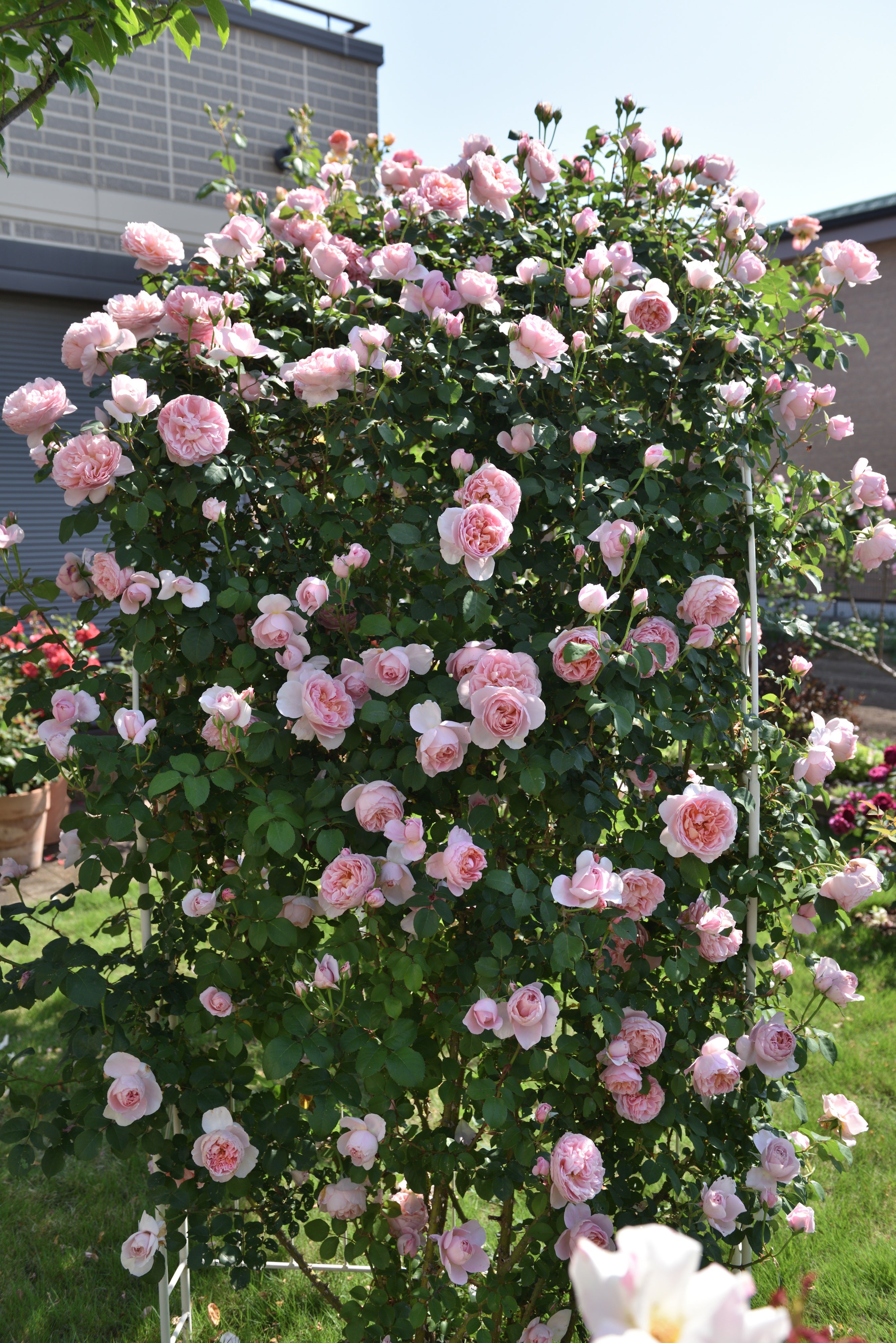 Floribunda Rózsa - Dames de Chenonceau®