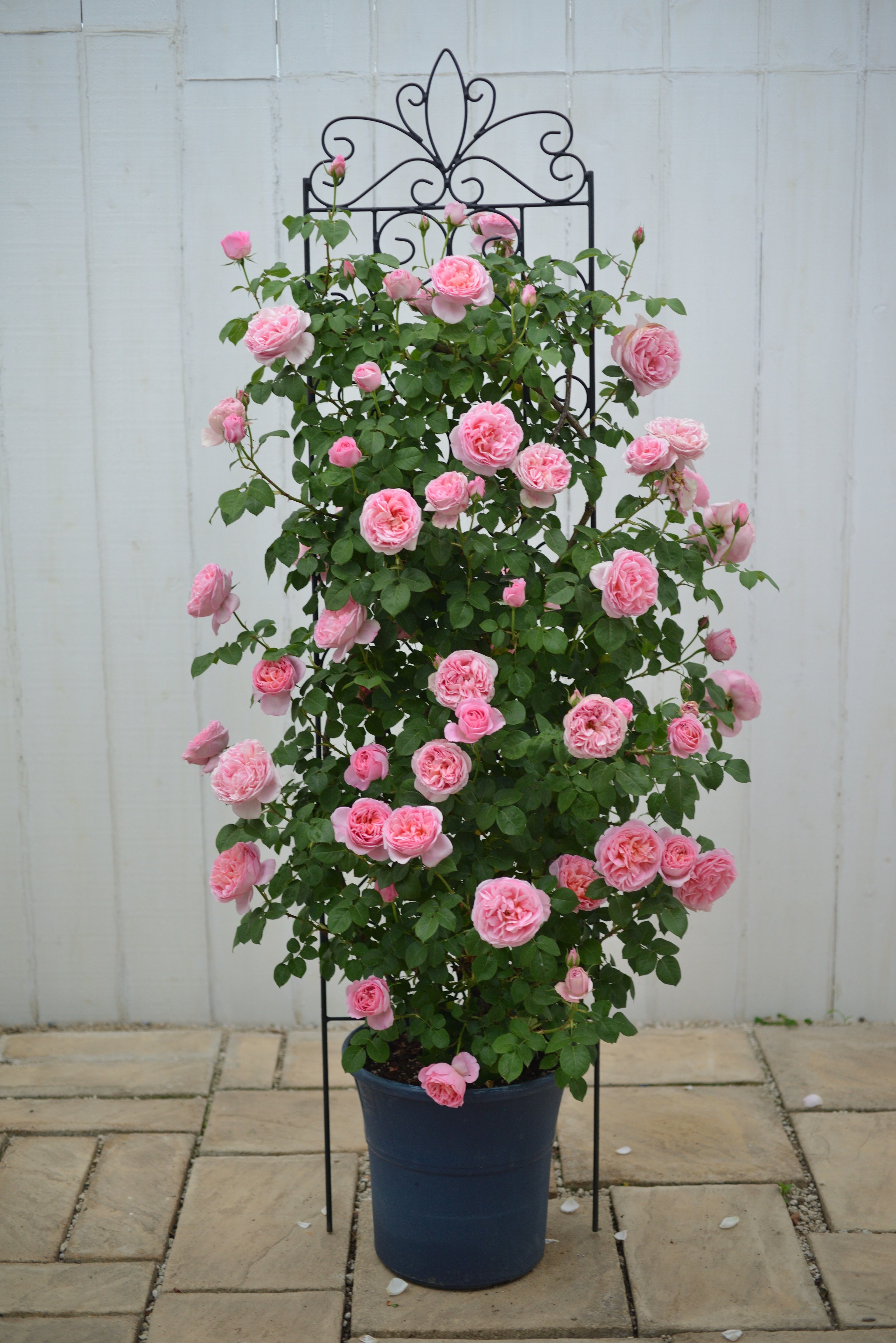 Floribunda Rózsa - Dames de Chenonceau®