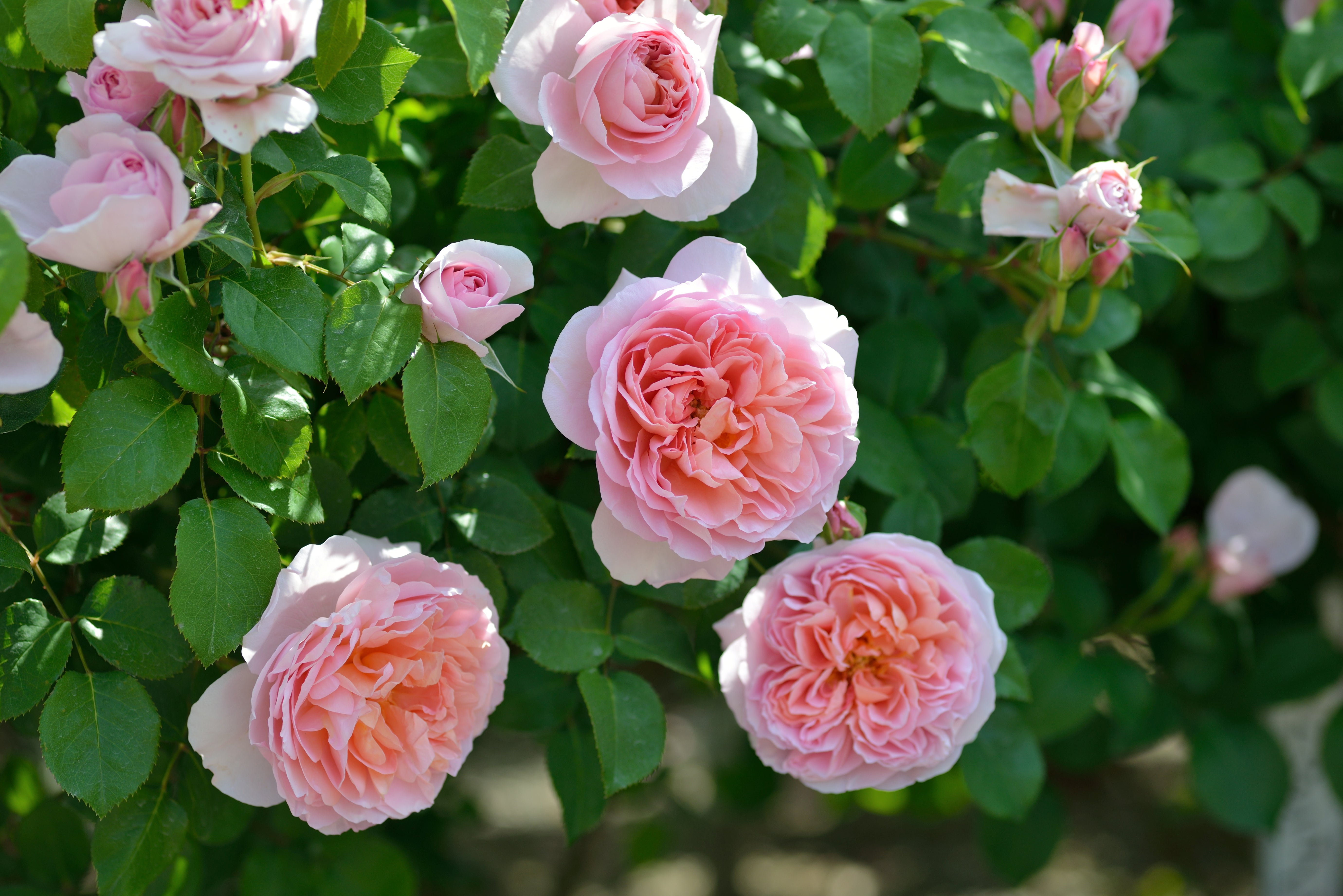 Floribunda Rózsa - Dames de Chenonceau®