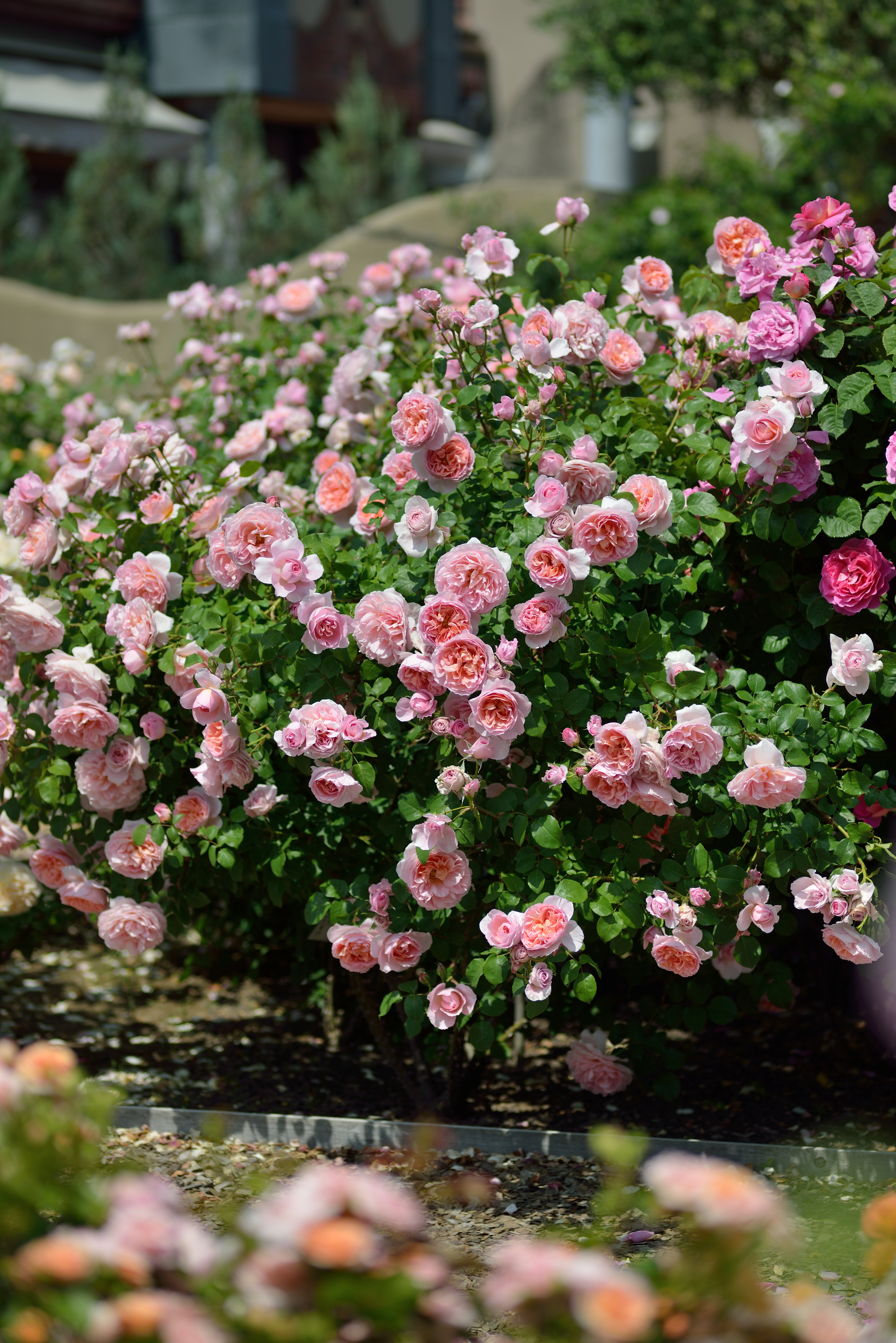 Floribunda Rózsa - Dames de Chenonceau®