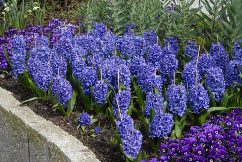 Jácint – Delft Blue – 18/19