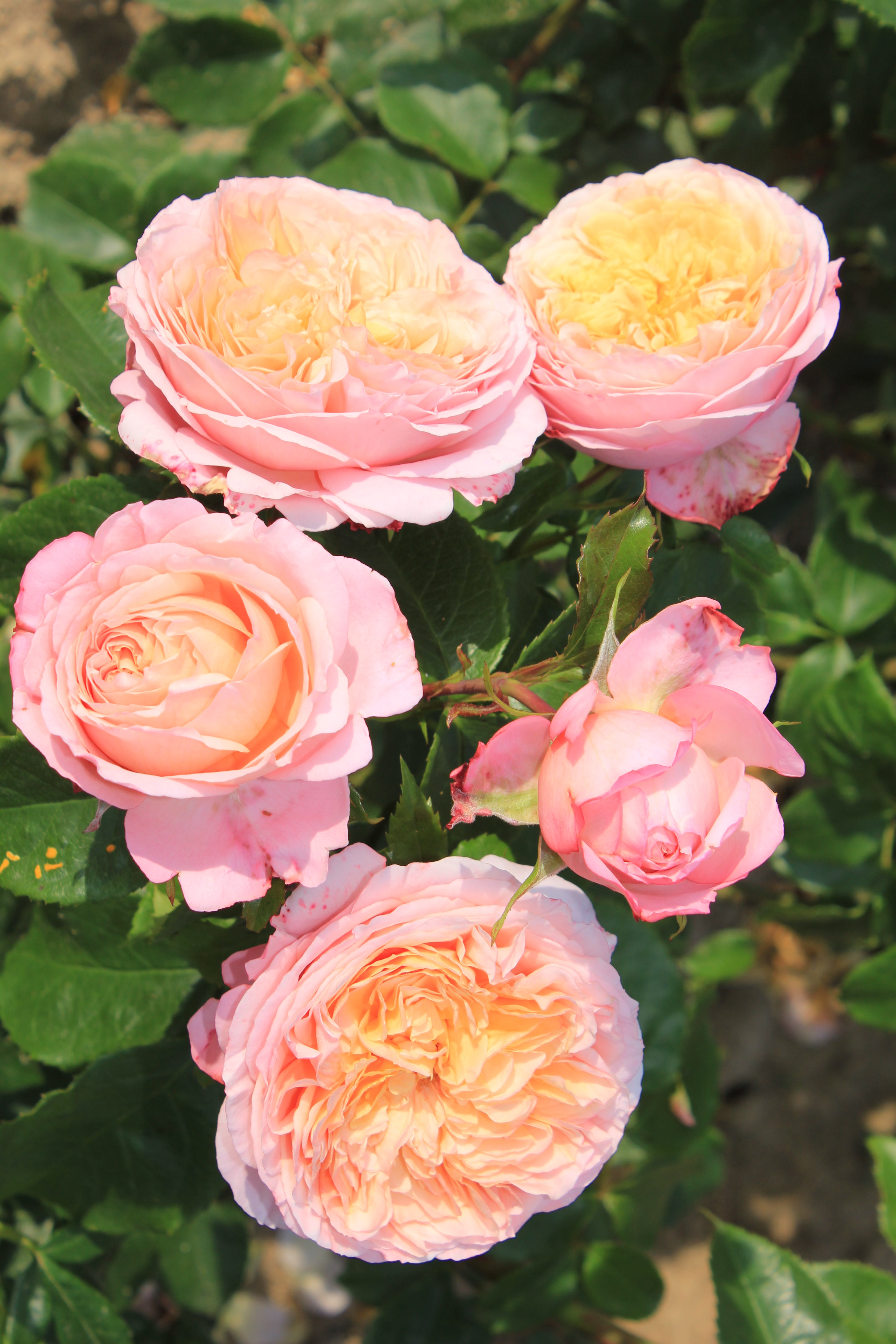 Floribunda Rózsa - Domaine de Chantilly®