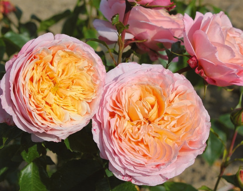 Floribunda Rózsa - Domaine de Chantilly®
