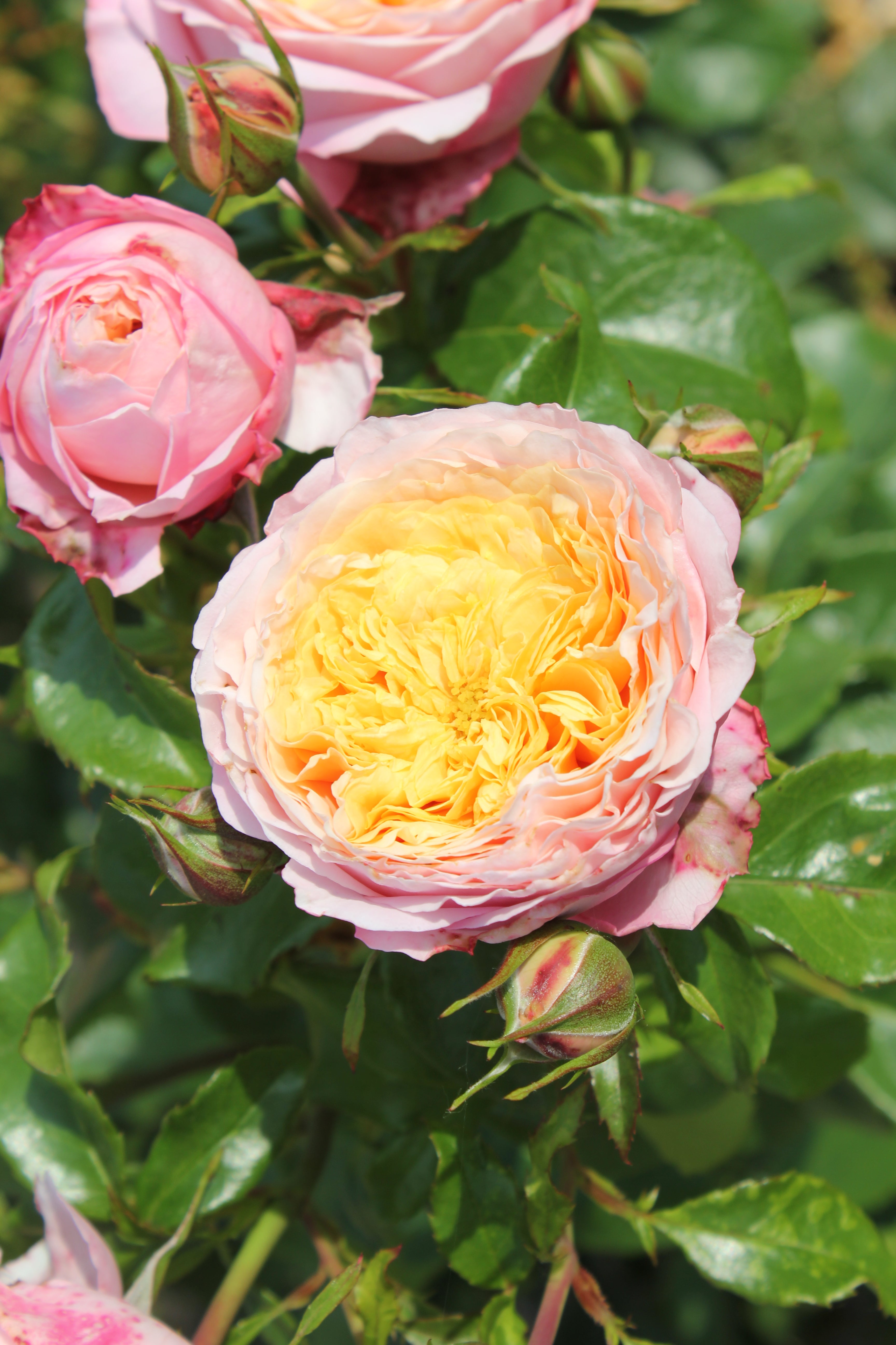 Floribunda Rózsa - Domaine de Chantilly®
