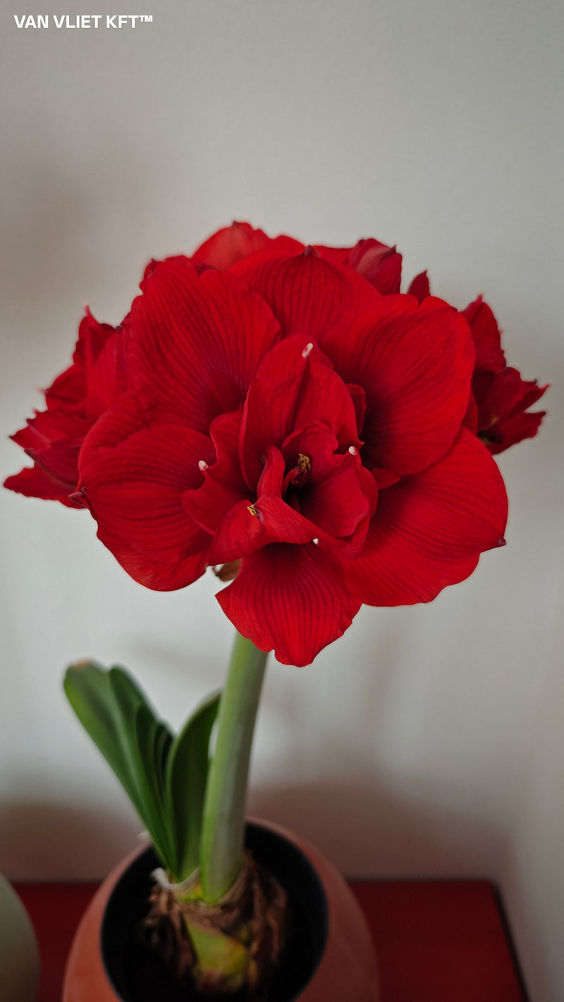 Amaryllis - Double Dream - 30/32