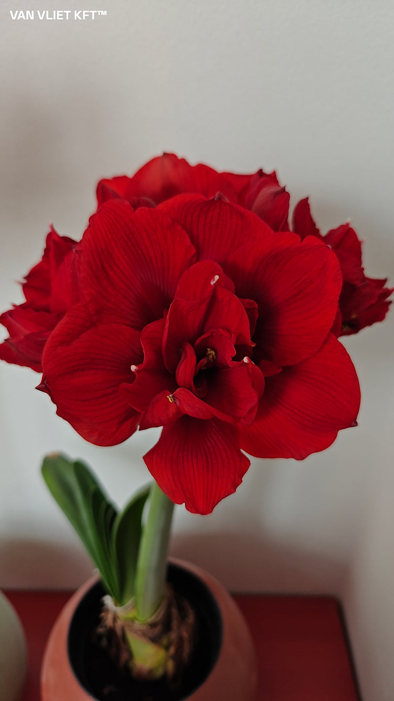 Amaryllis - Double Dream - 30/32