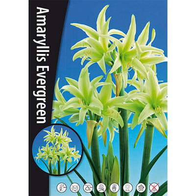 Amaryllis - Evergreen - 30/32