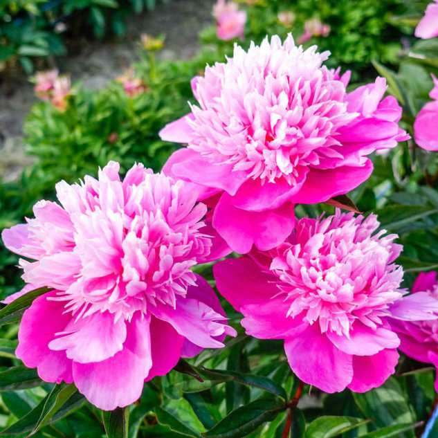 Peony - Edulis Superba - 3/5 eyes