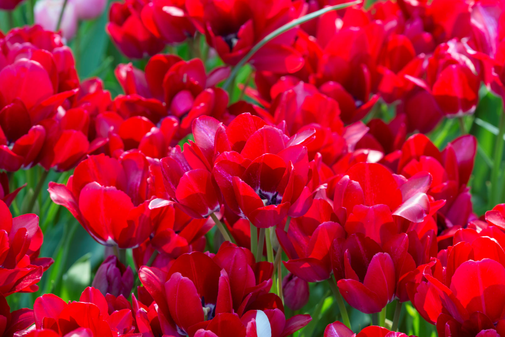 Tulipán Tövirágú – Fiery Club – 12/+