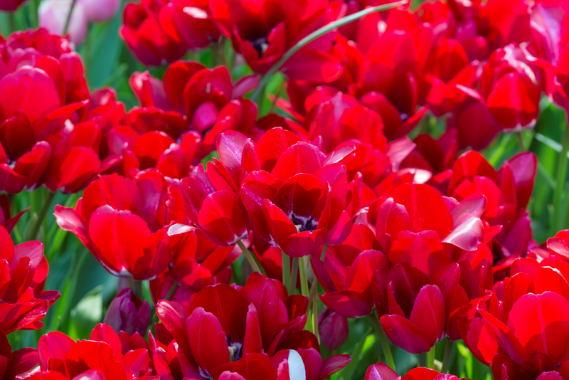 Tulipán Tövirágú – Fiery Club – 12/+