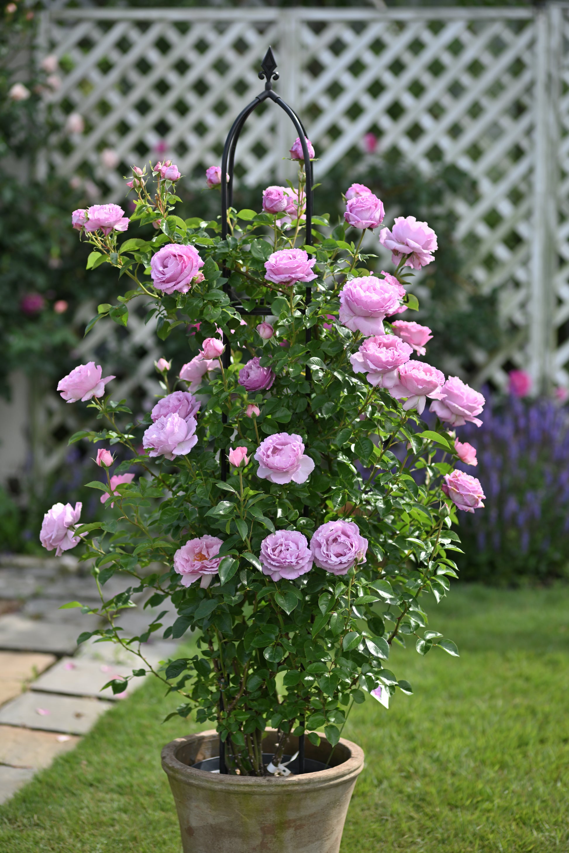 Floribunda Rose - Alexandra David Neel®-1